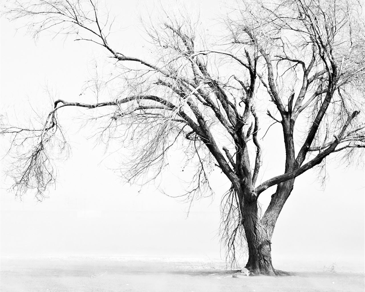 Black And White Tree Wallpapers