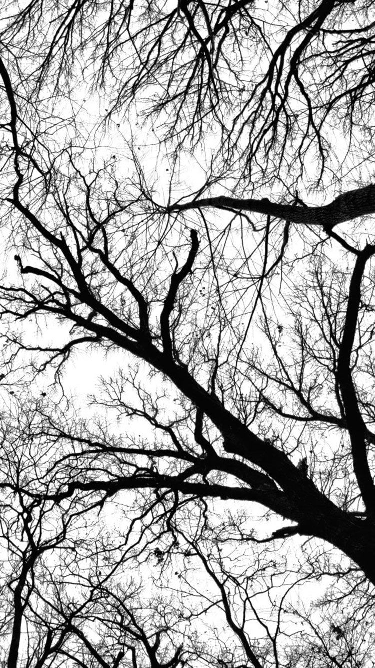 Black And White Tree Wallpapers