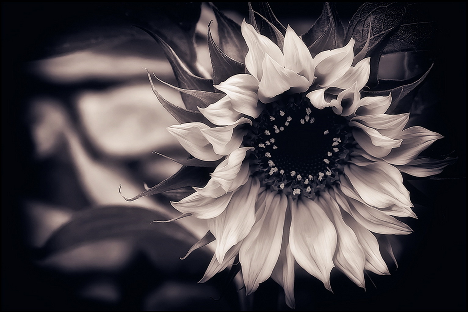 Black And White Vintage Tumblr Backgrounds