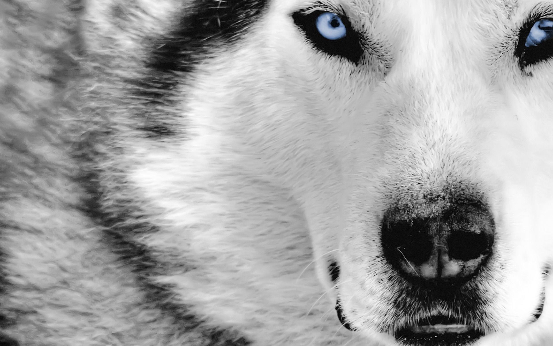 Black And White Wolves Wallpapers