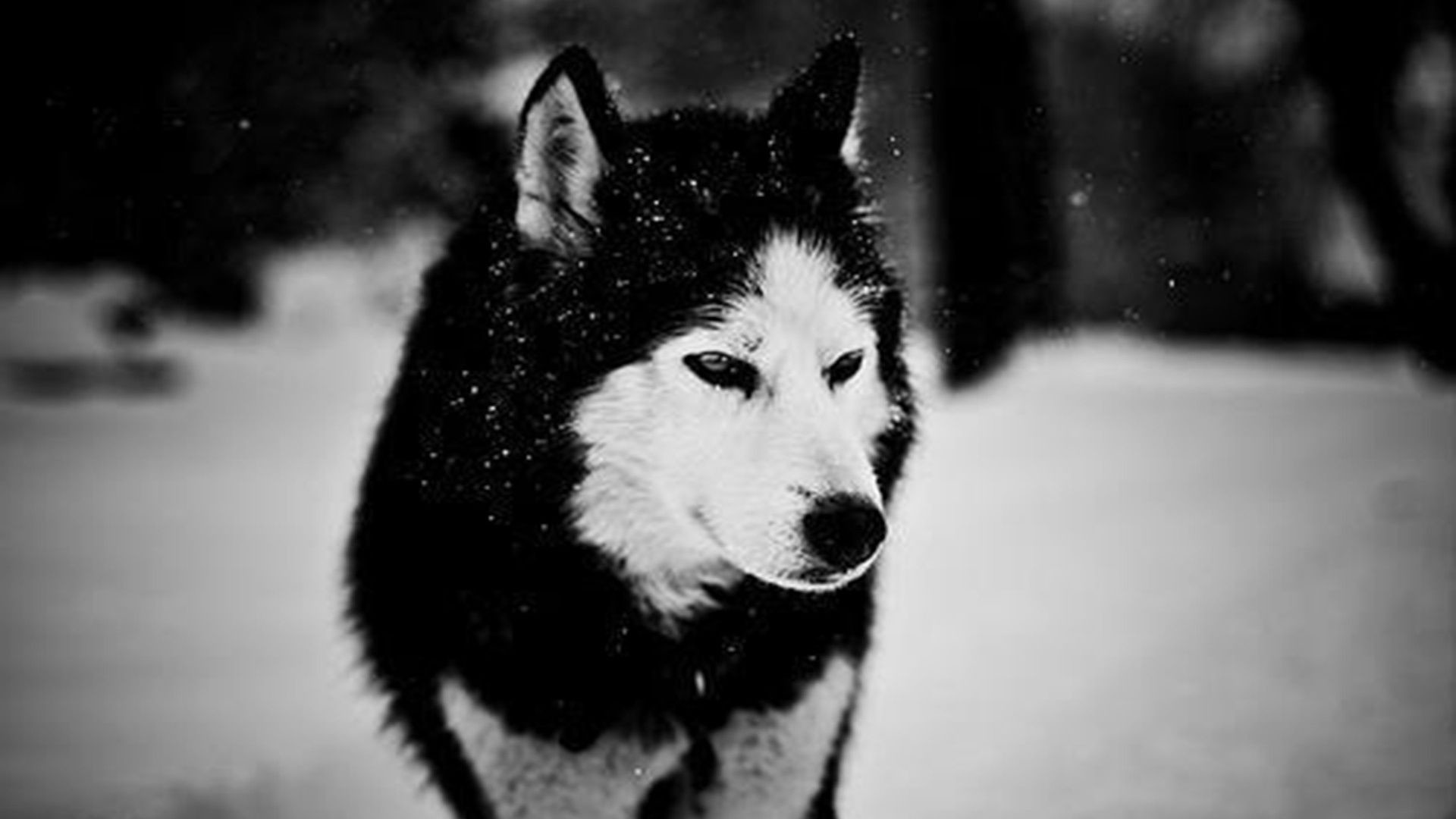 Black And White Wolves Wallpapers