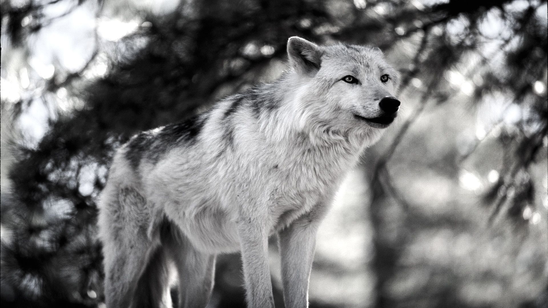 Black And White Wolves Wallpapers
