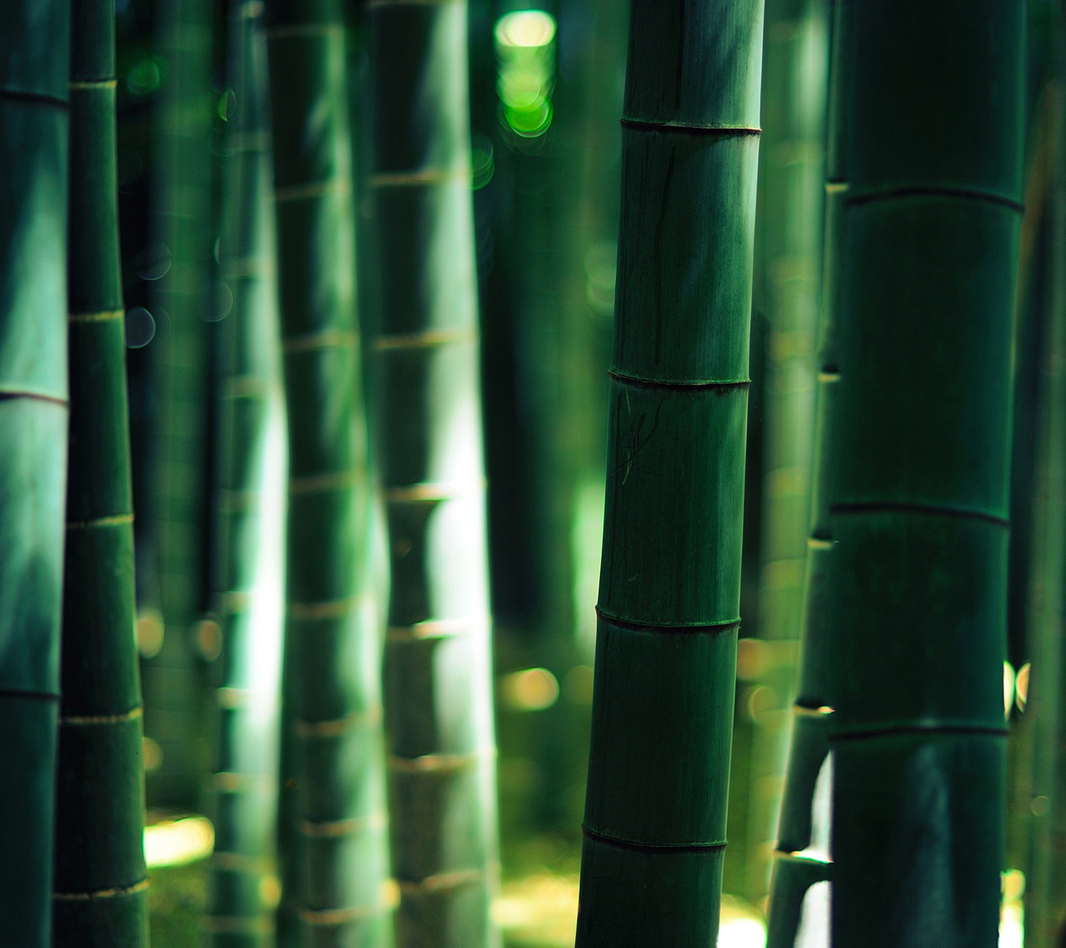 Black Bamboo Wallpapers