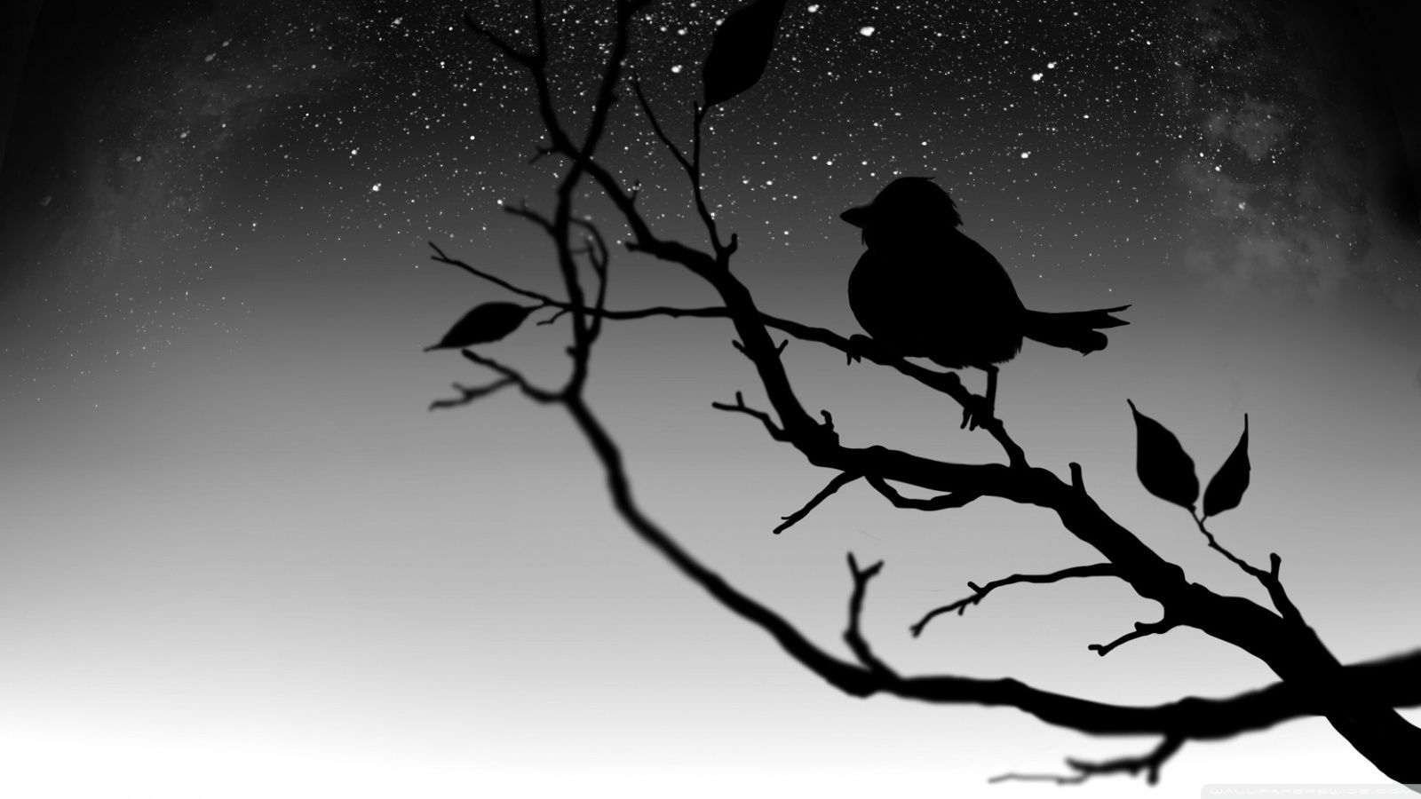 Black Bird Wallpapers