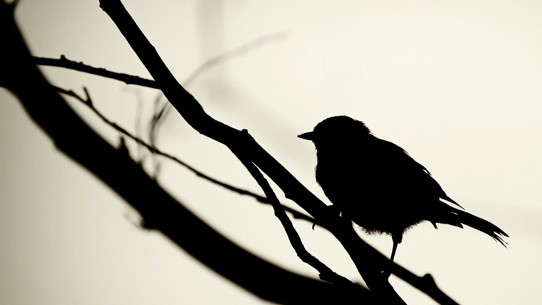 Black Bird Wallpapers