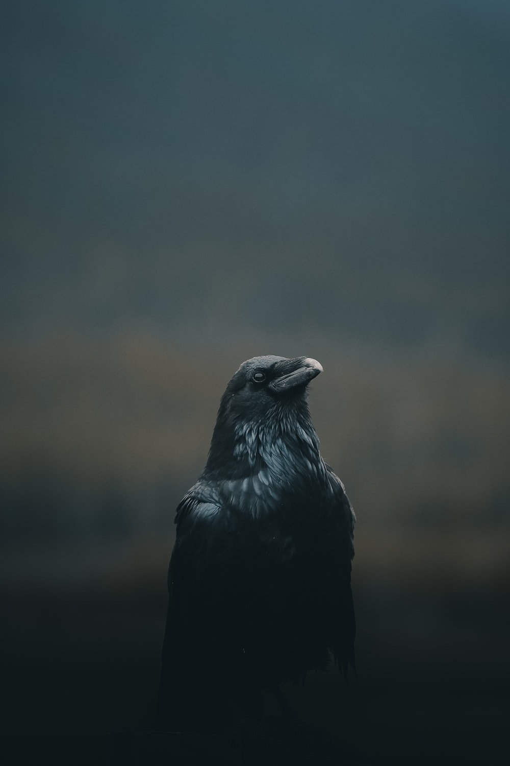 Black Bird Wallpapers