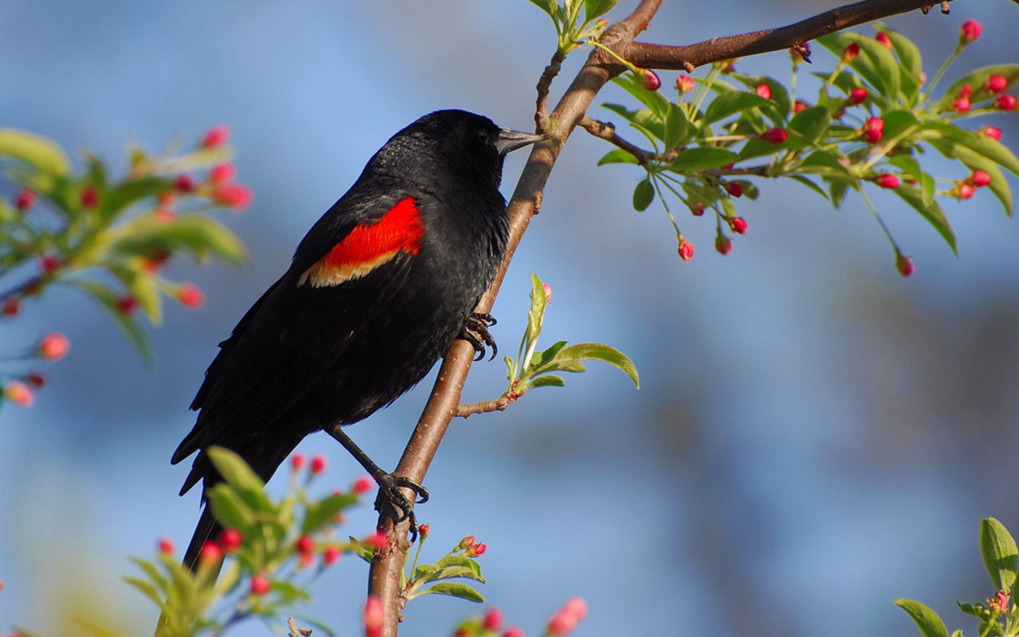 Black Bird Wallpapers