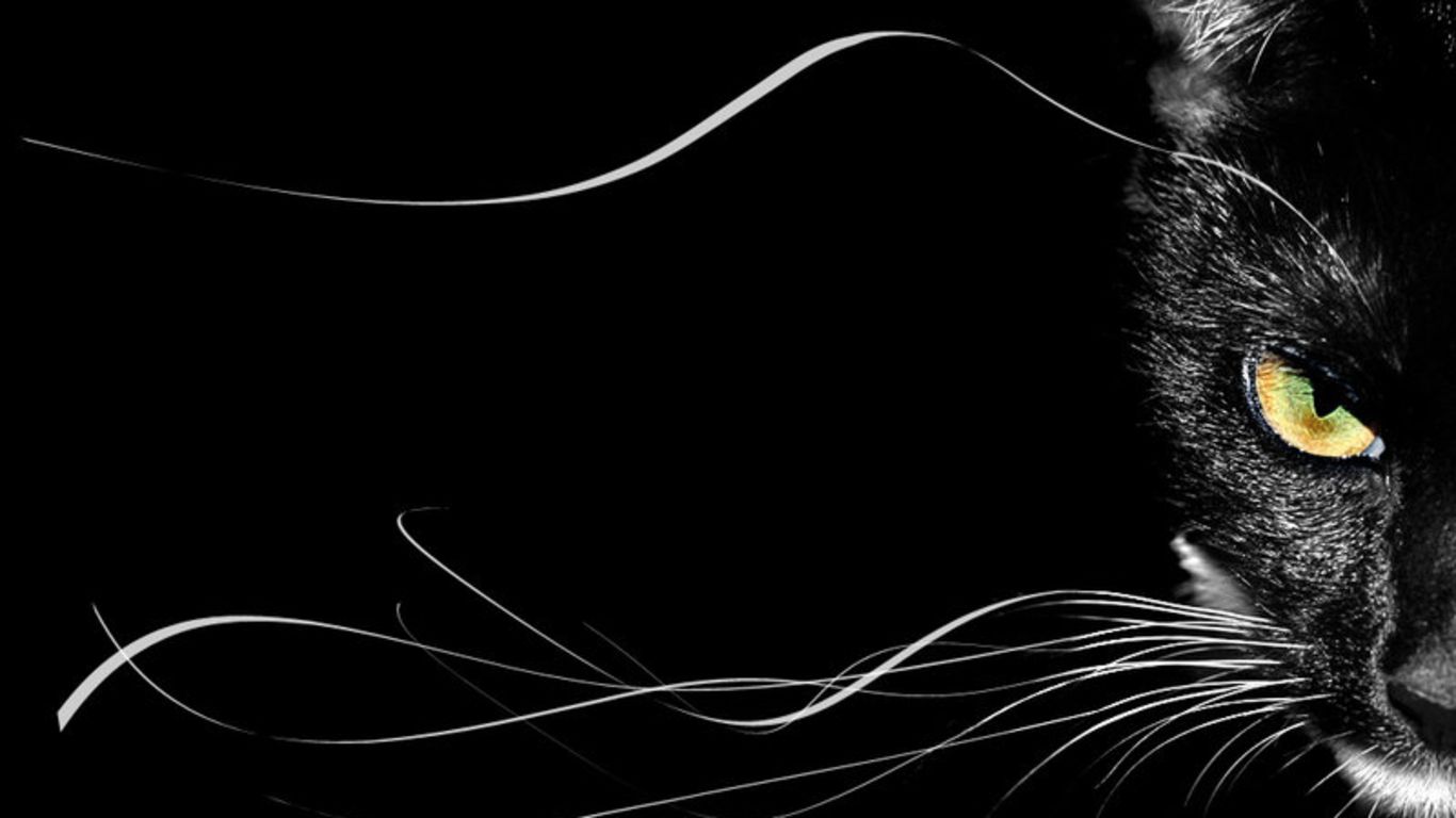 Black Cat Desktop Background