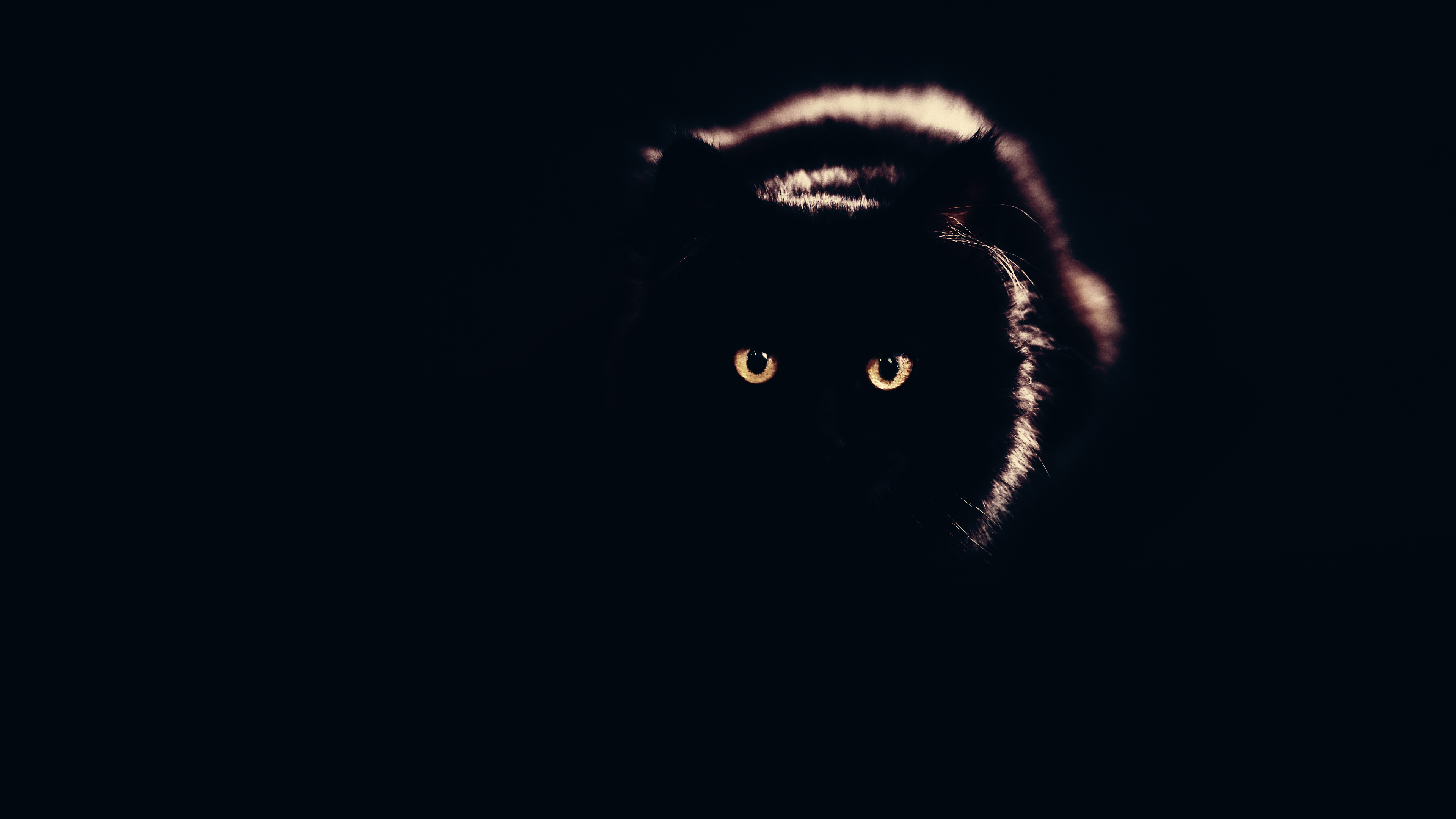 Black Cat Desktop Background