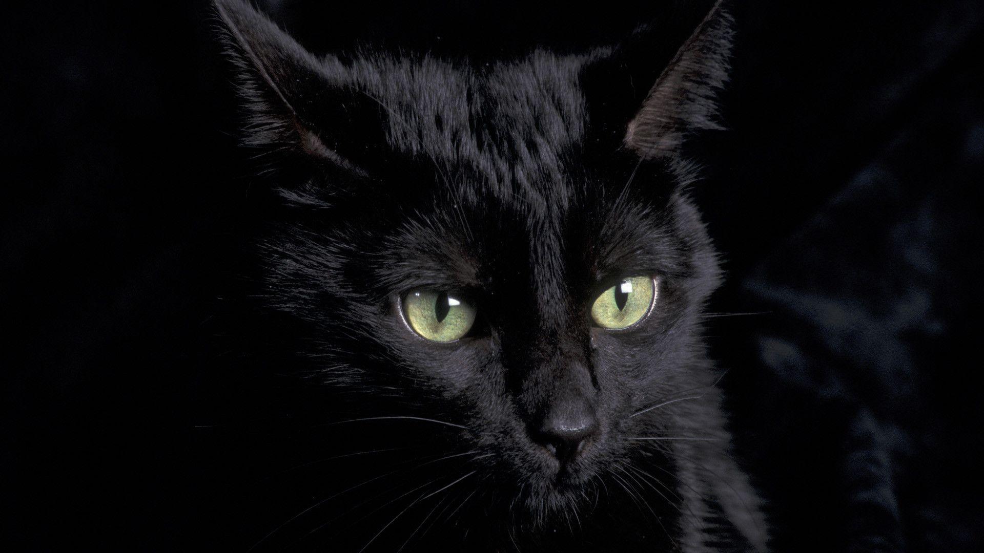 Black Cat Desktop Background