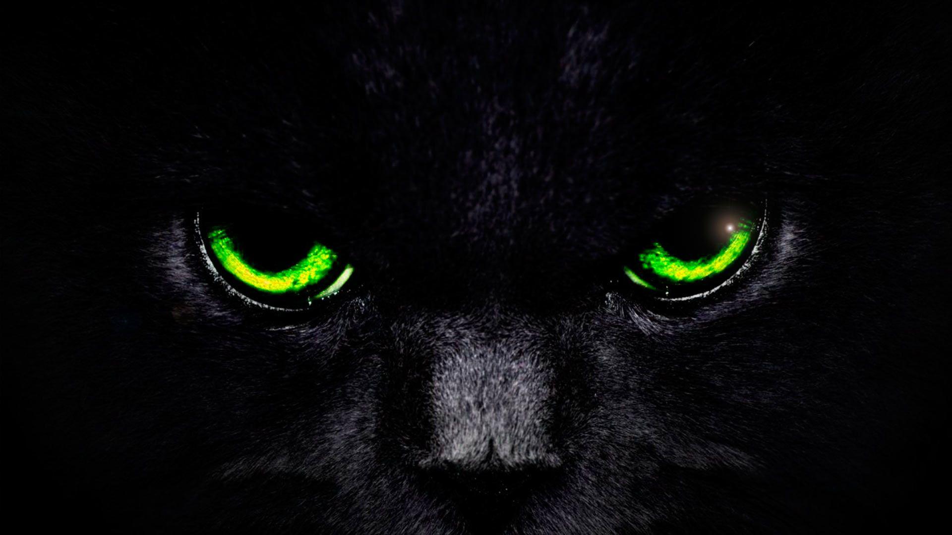 Black Cat Eye Wallpapers