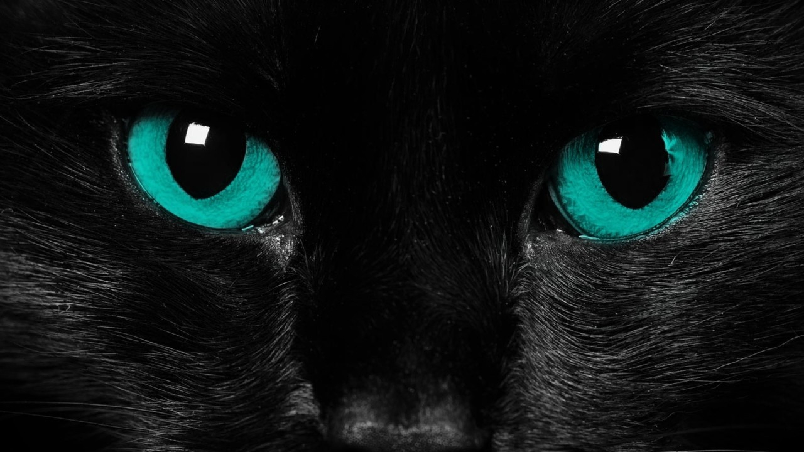 Black Cat Eye Wallpapers