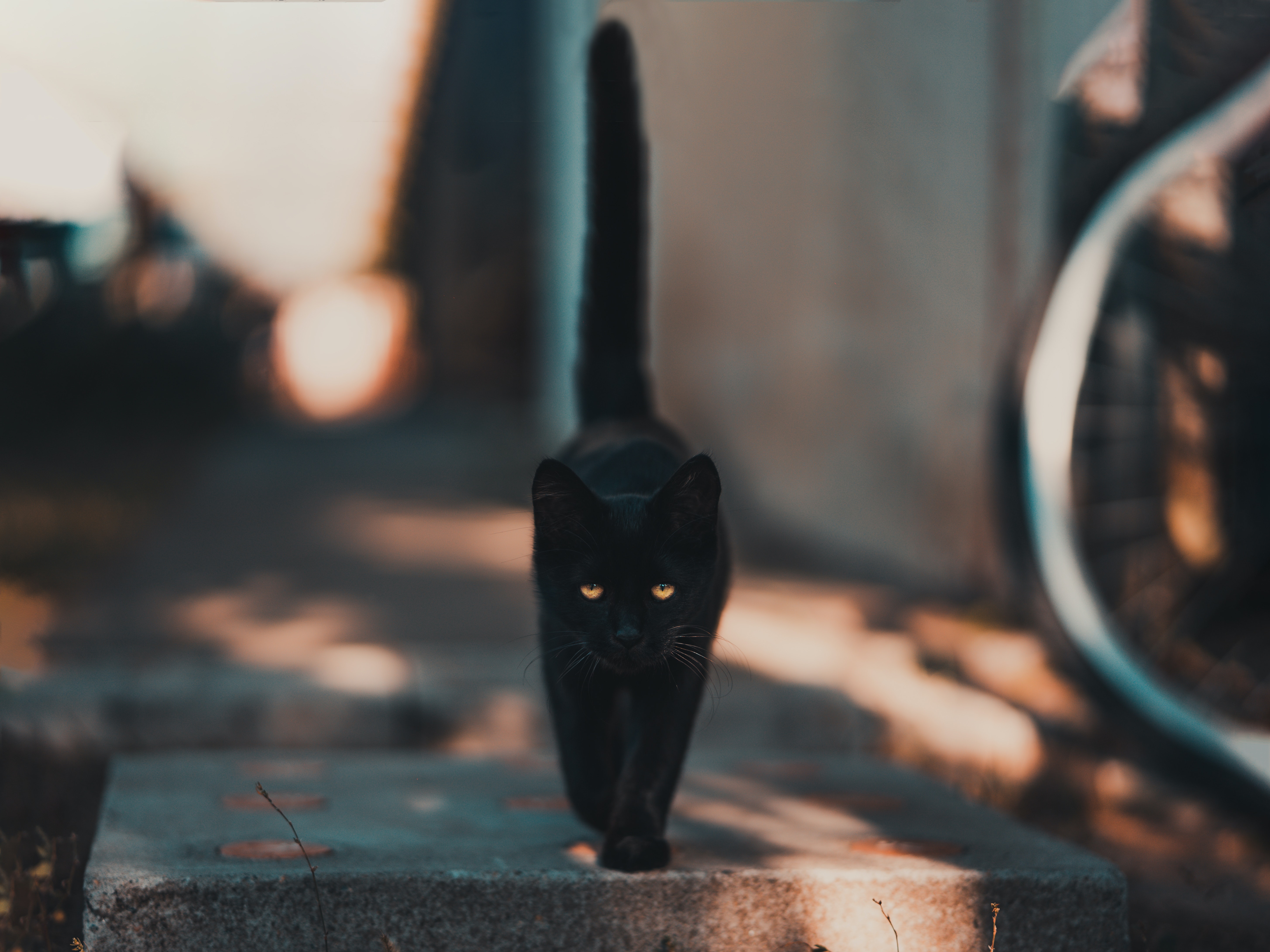 Black Cat Screensaver Wallpapers