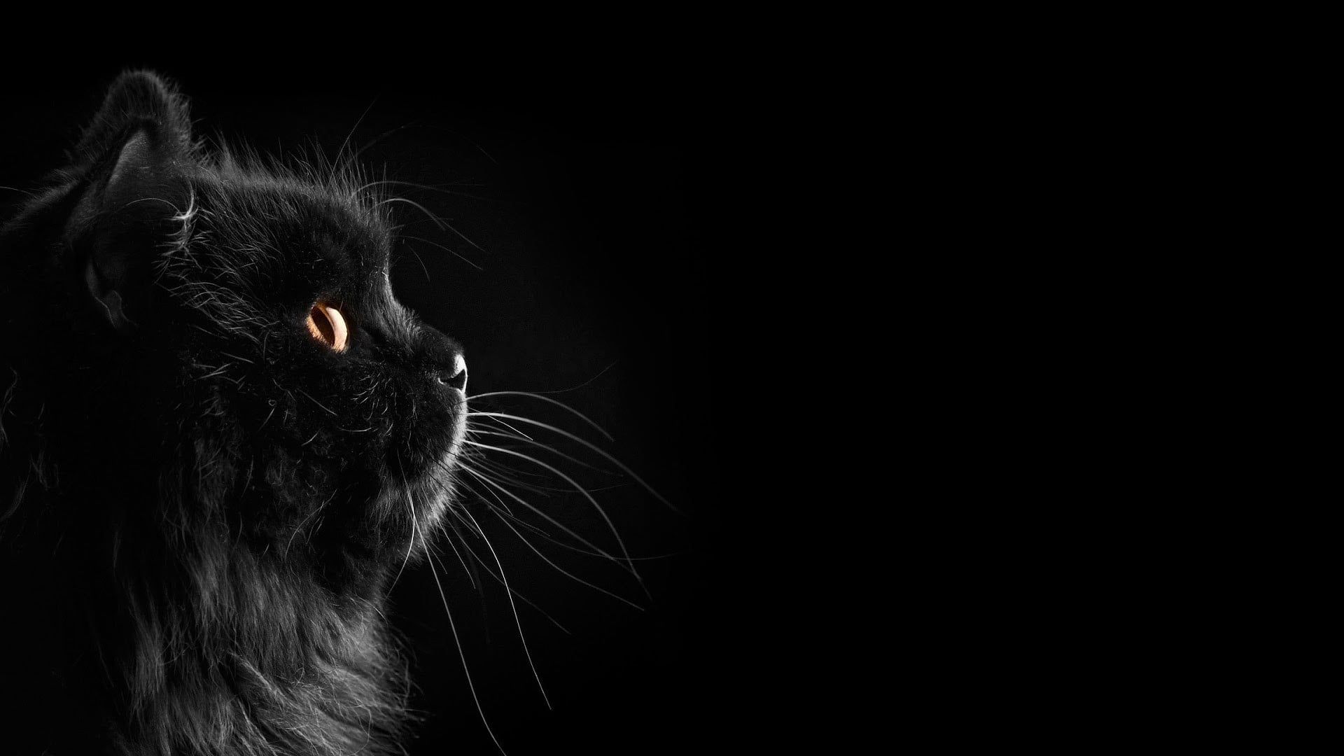 Black Cat Screensaver Wallpapers