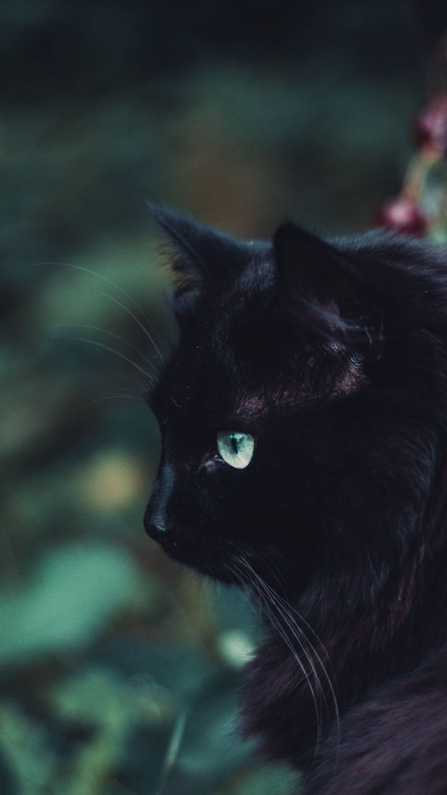 Black Cat Screensaver Wallpapers