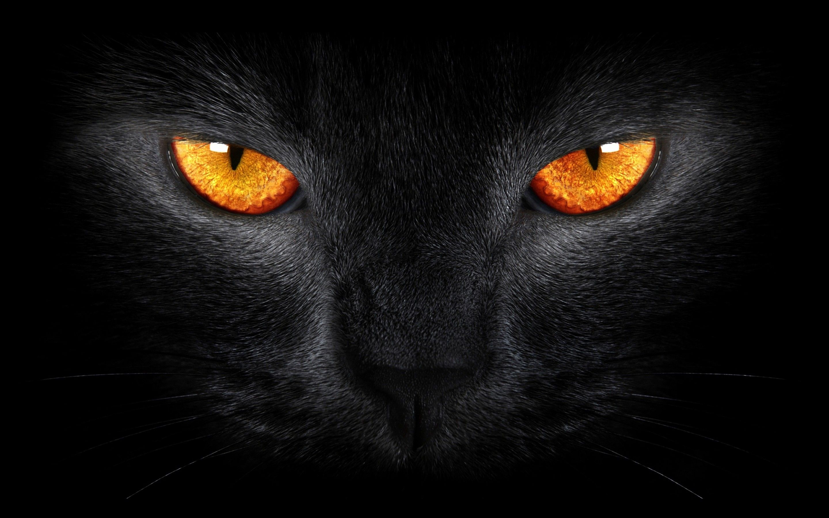 Black Cat Wallpapers