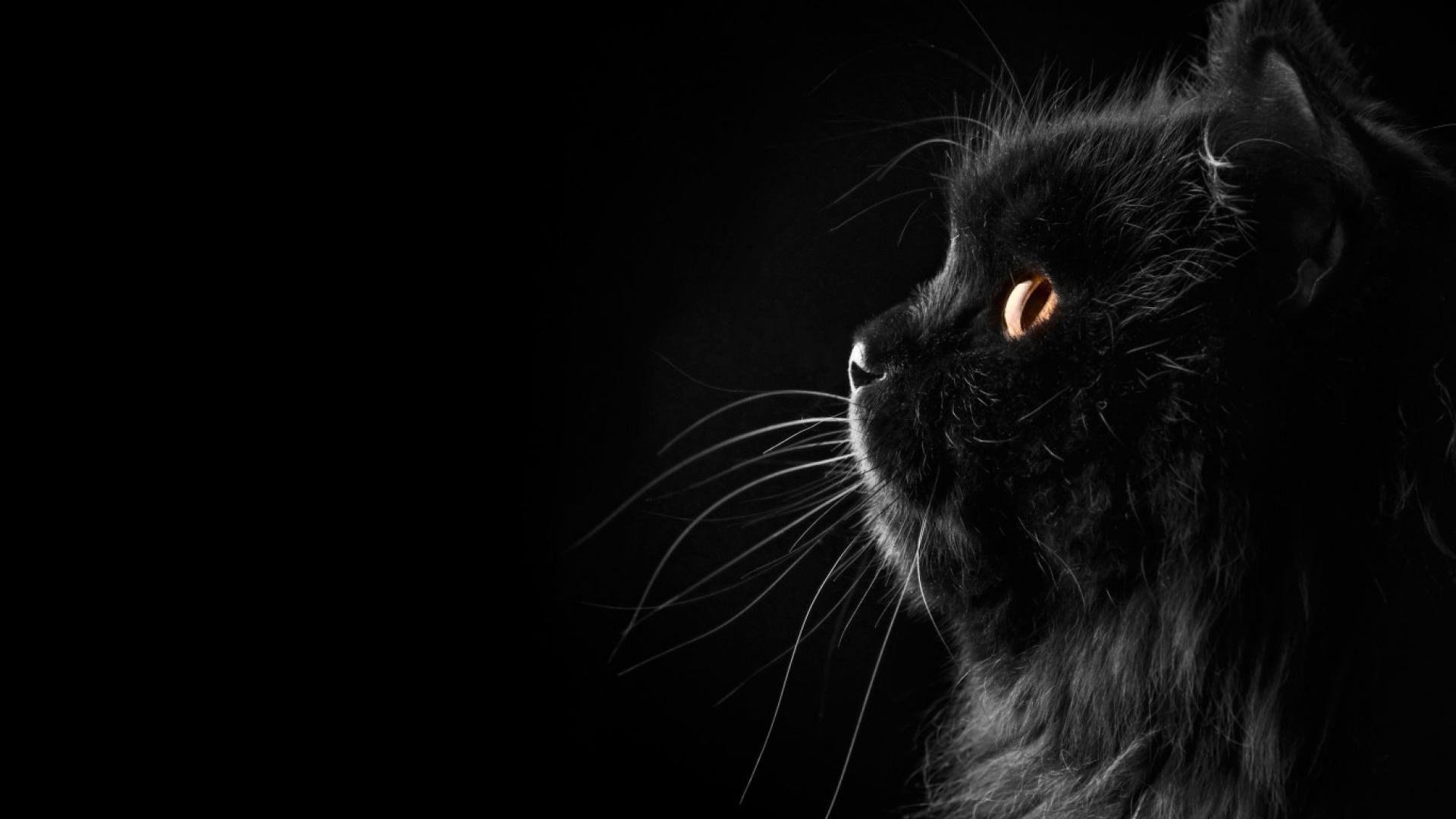 Black Cat Wallpapers