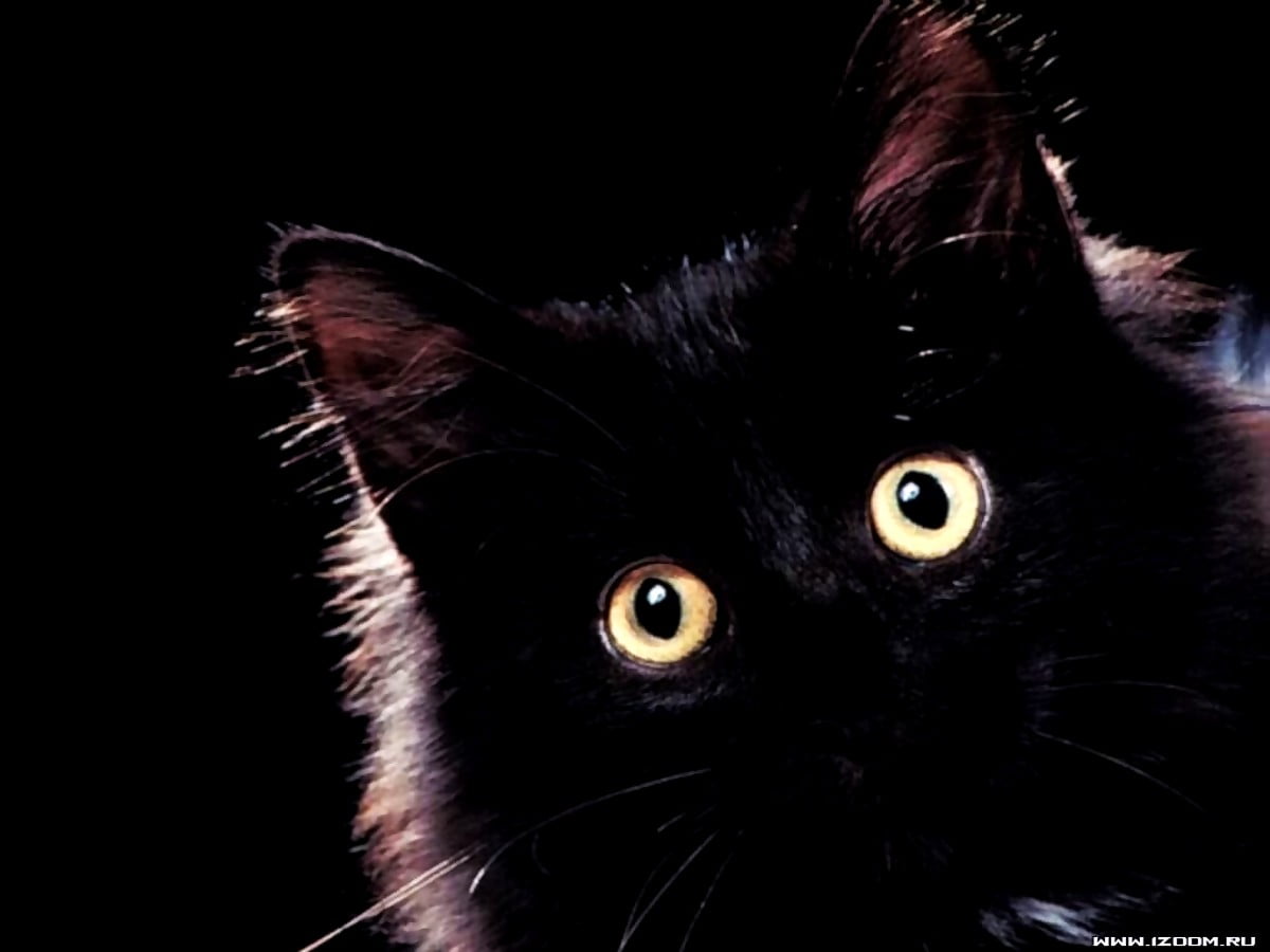 Black Cat Wallpapers