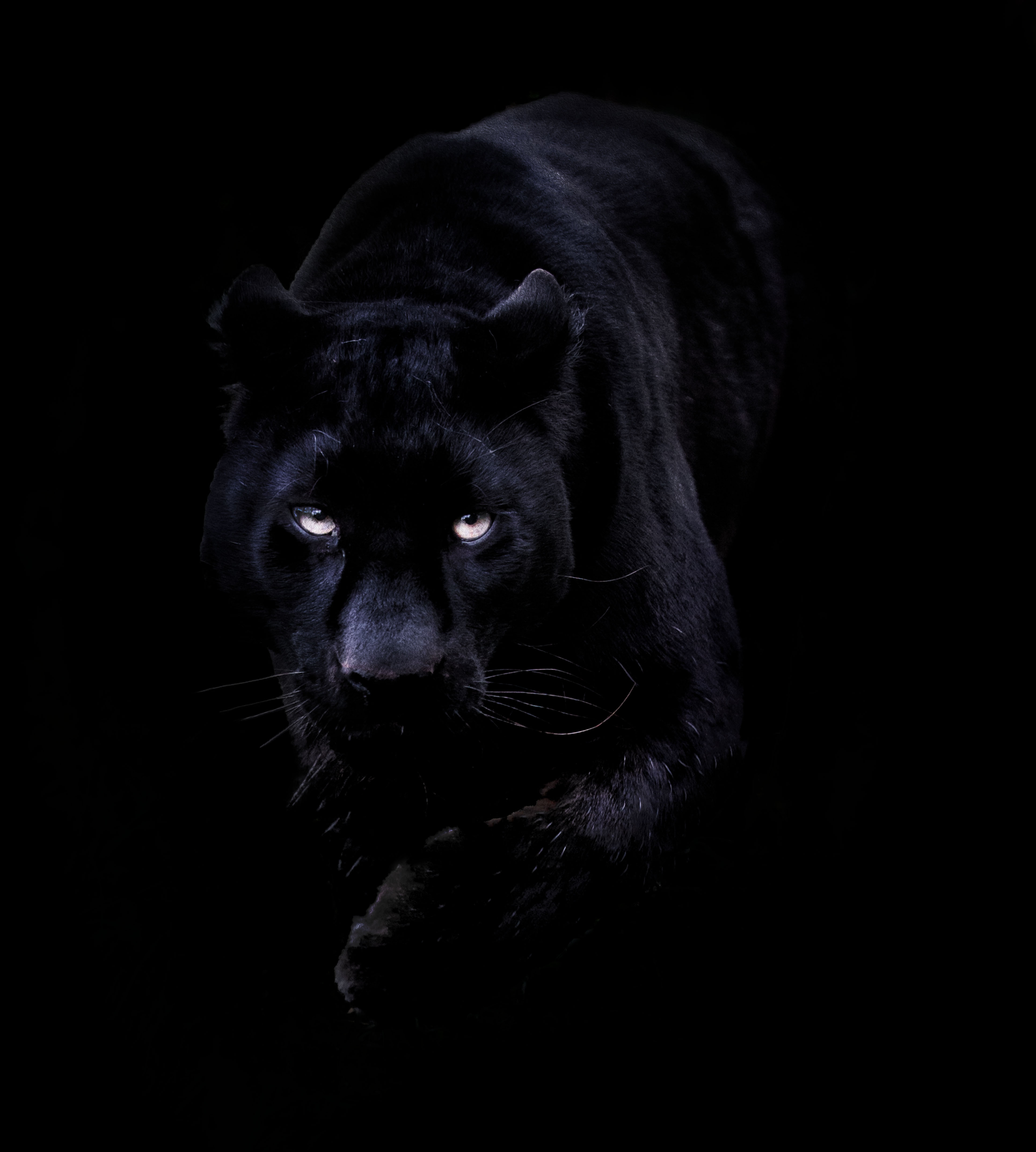 Black Cheetah Wallpapers