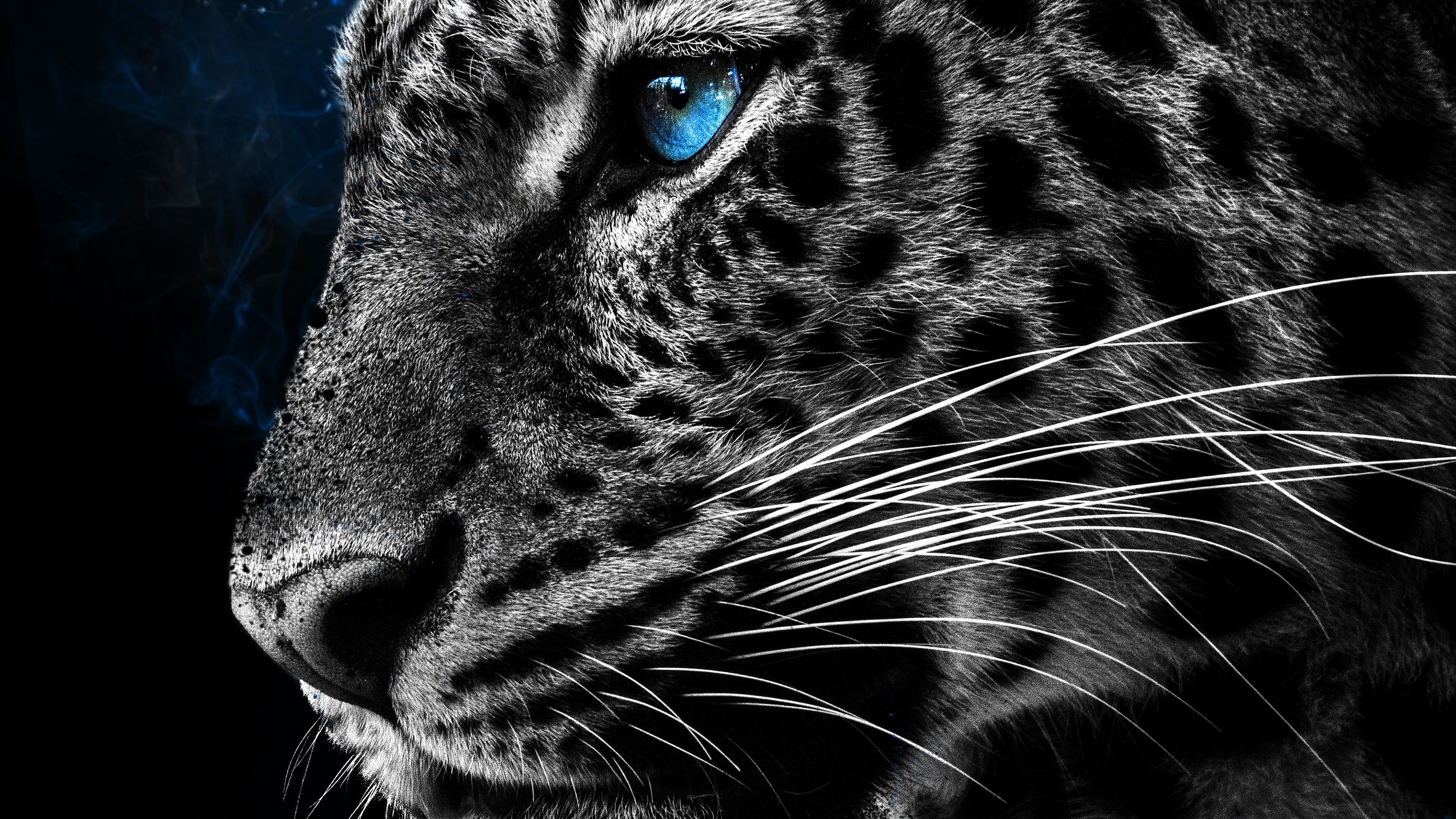 Black Cheetah Wallpapers