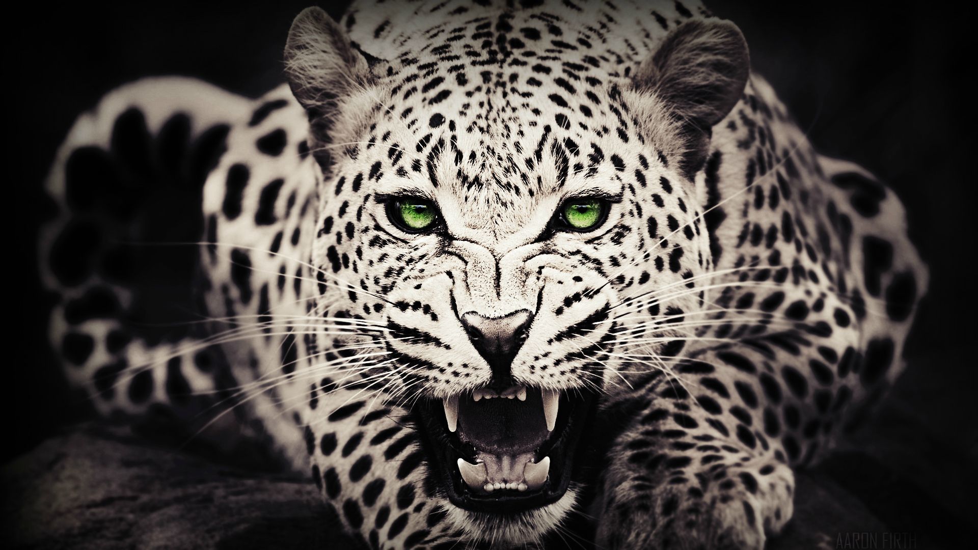 Black Cheetah Wallpapers