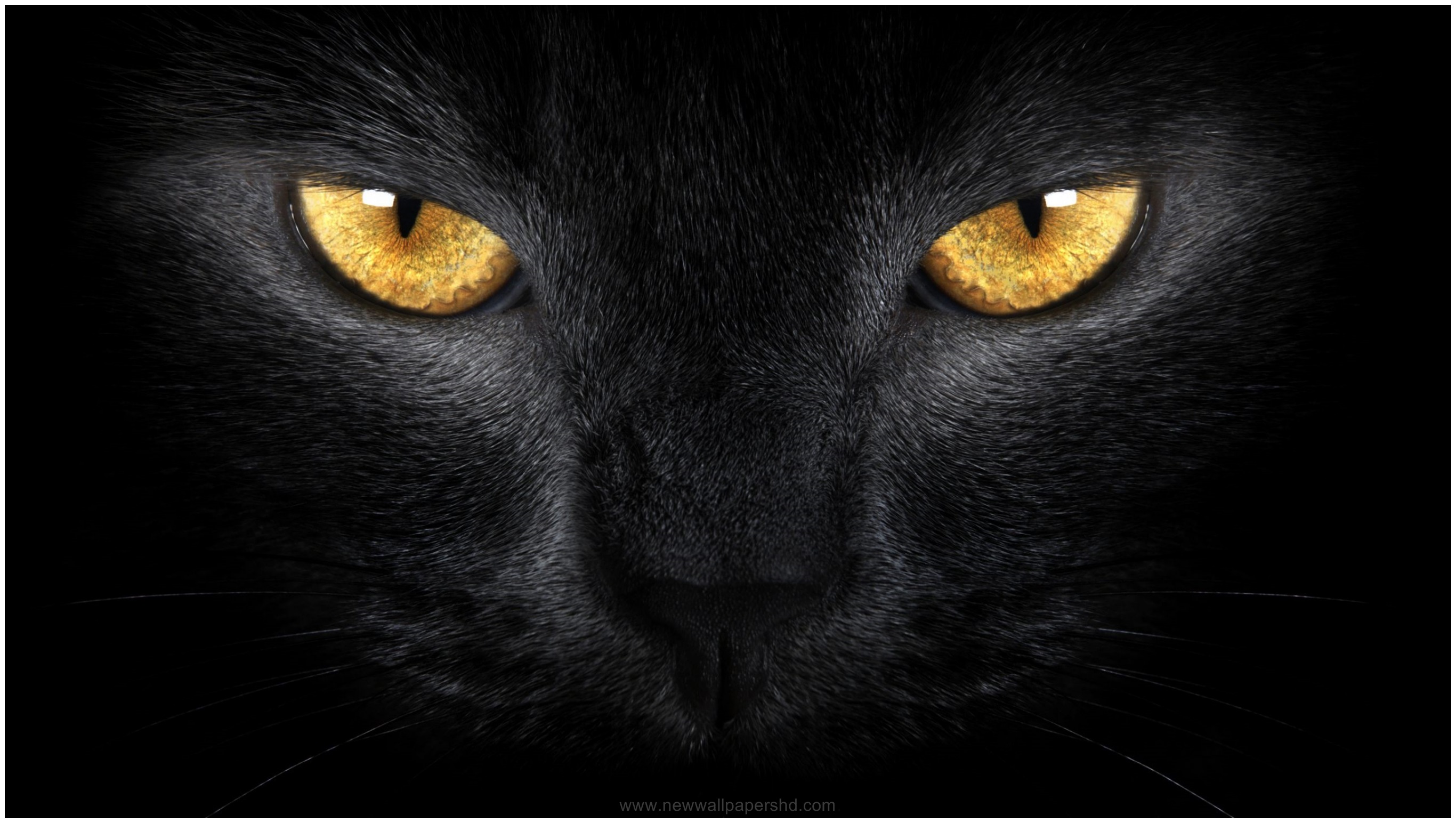 Black Cheetah Wallpapers