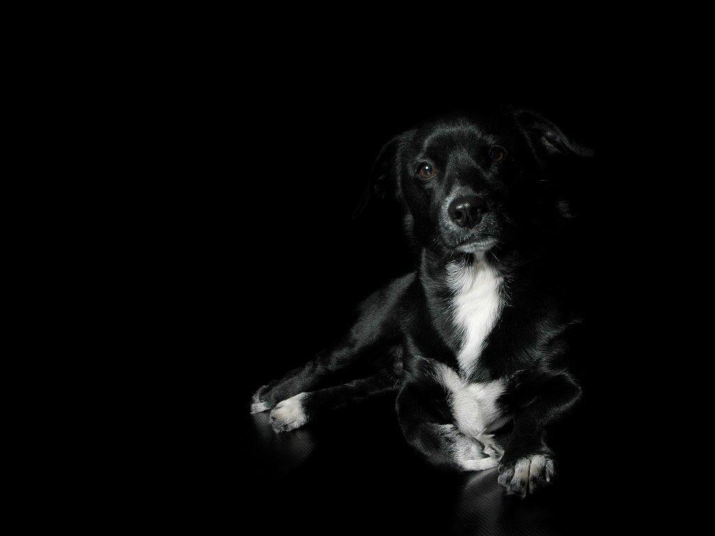 Black Dog Wallpapers