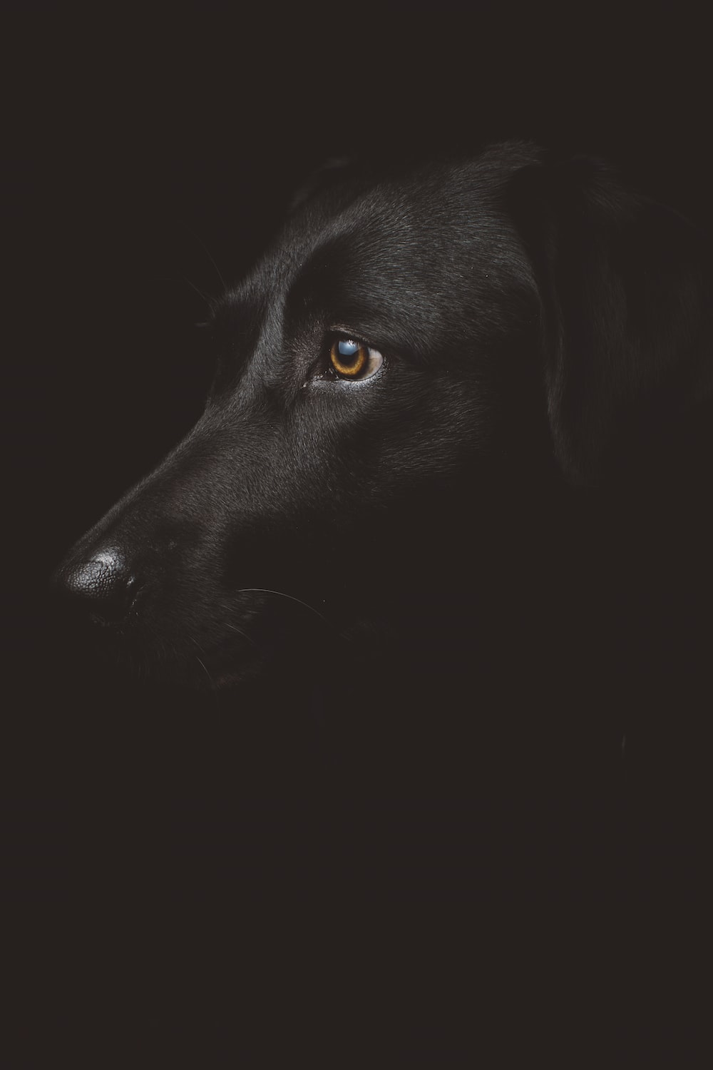 Black Dog Wallpapers