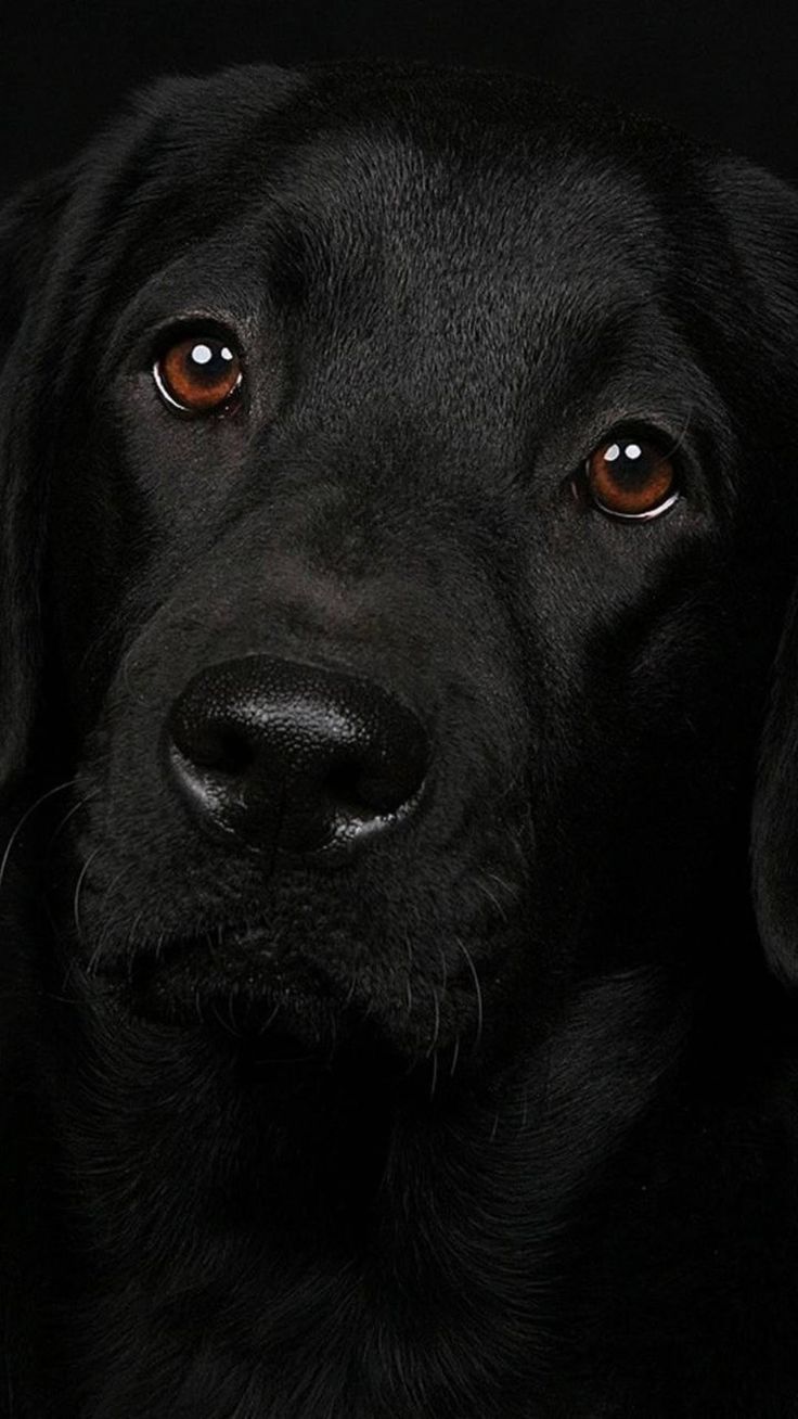 Black Dog Wallpapers