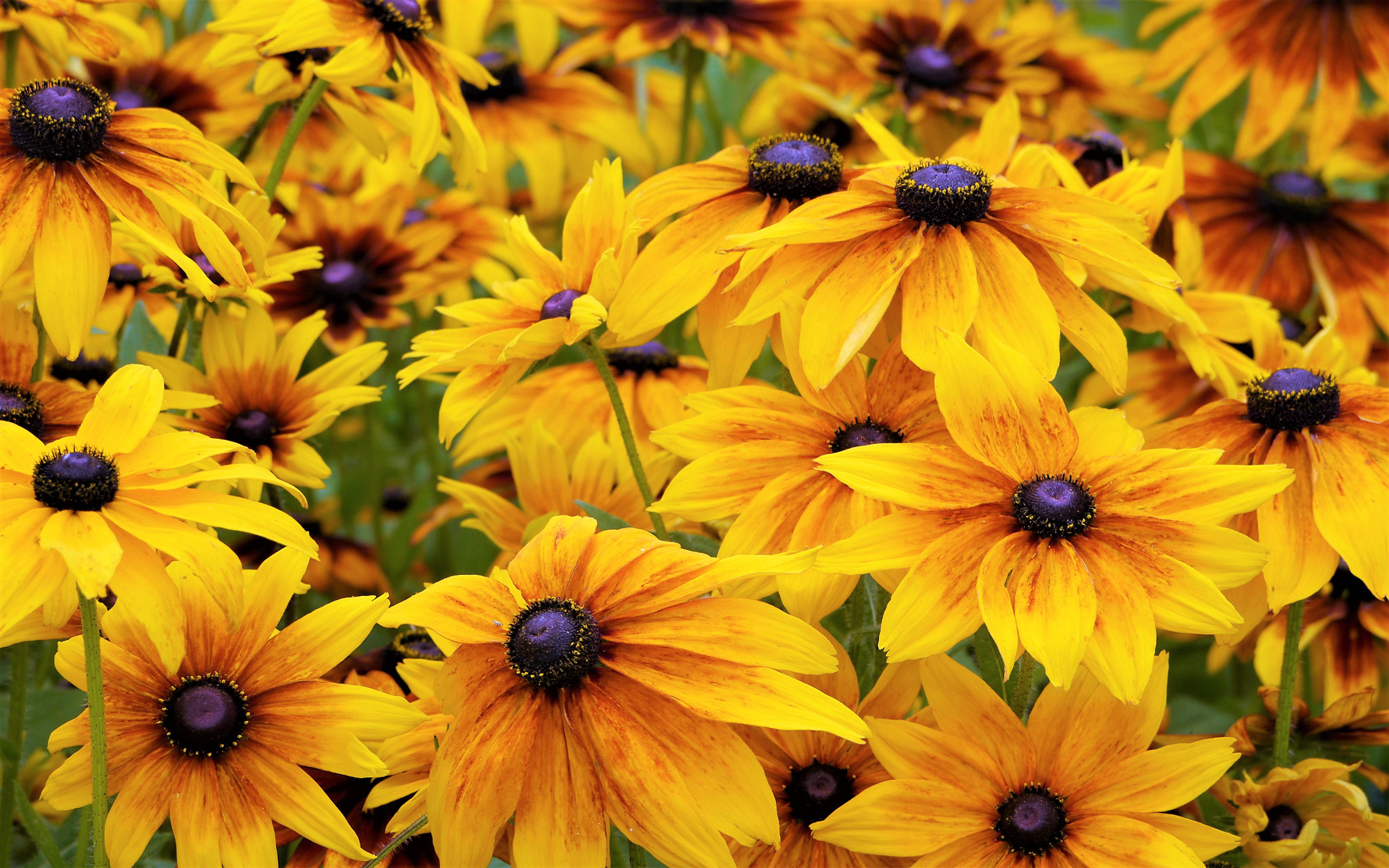 Black-Eyed Susan Wallpapers