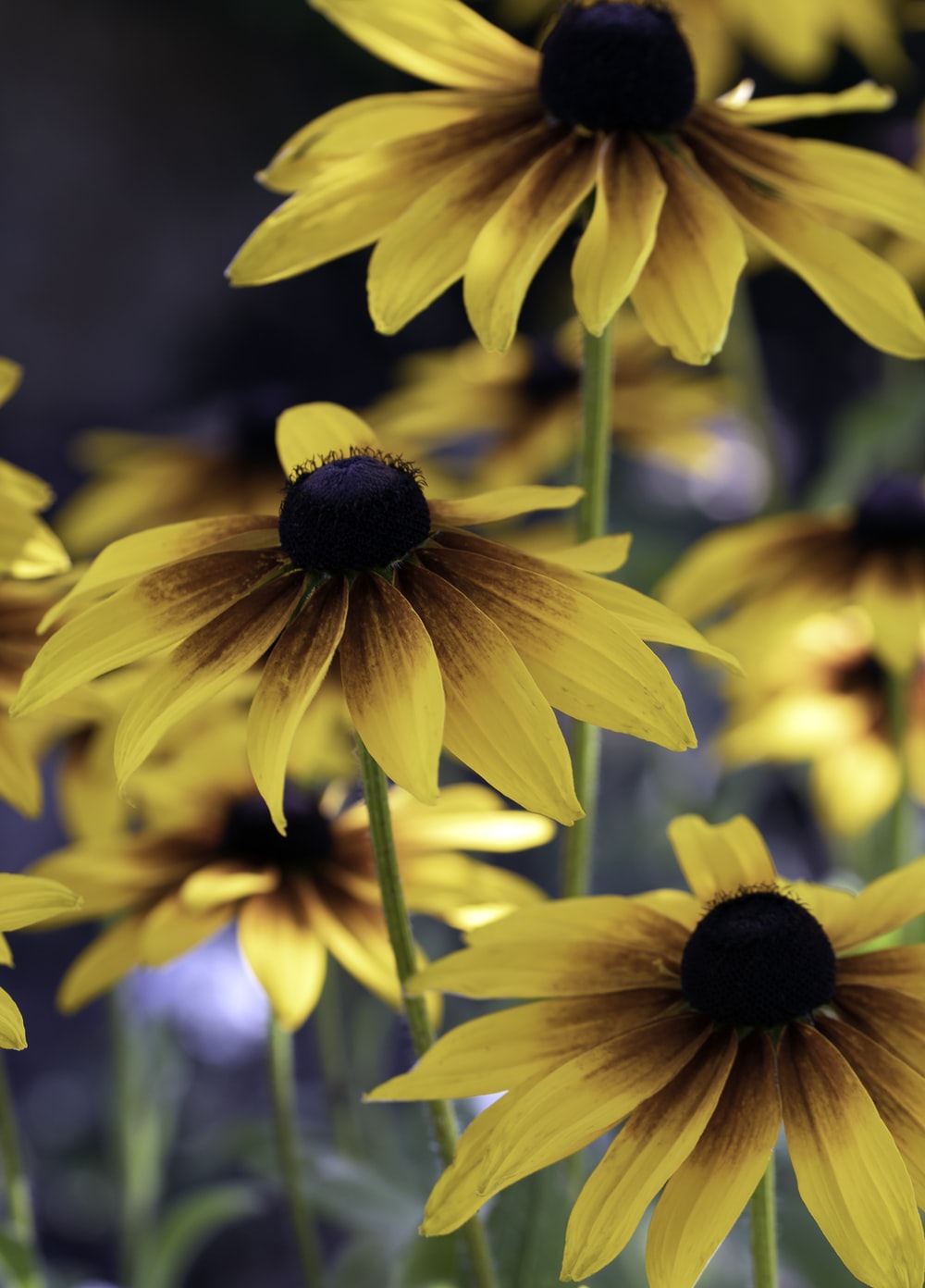 Black-Eyed Susan Wallpapers