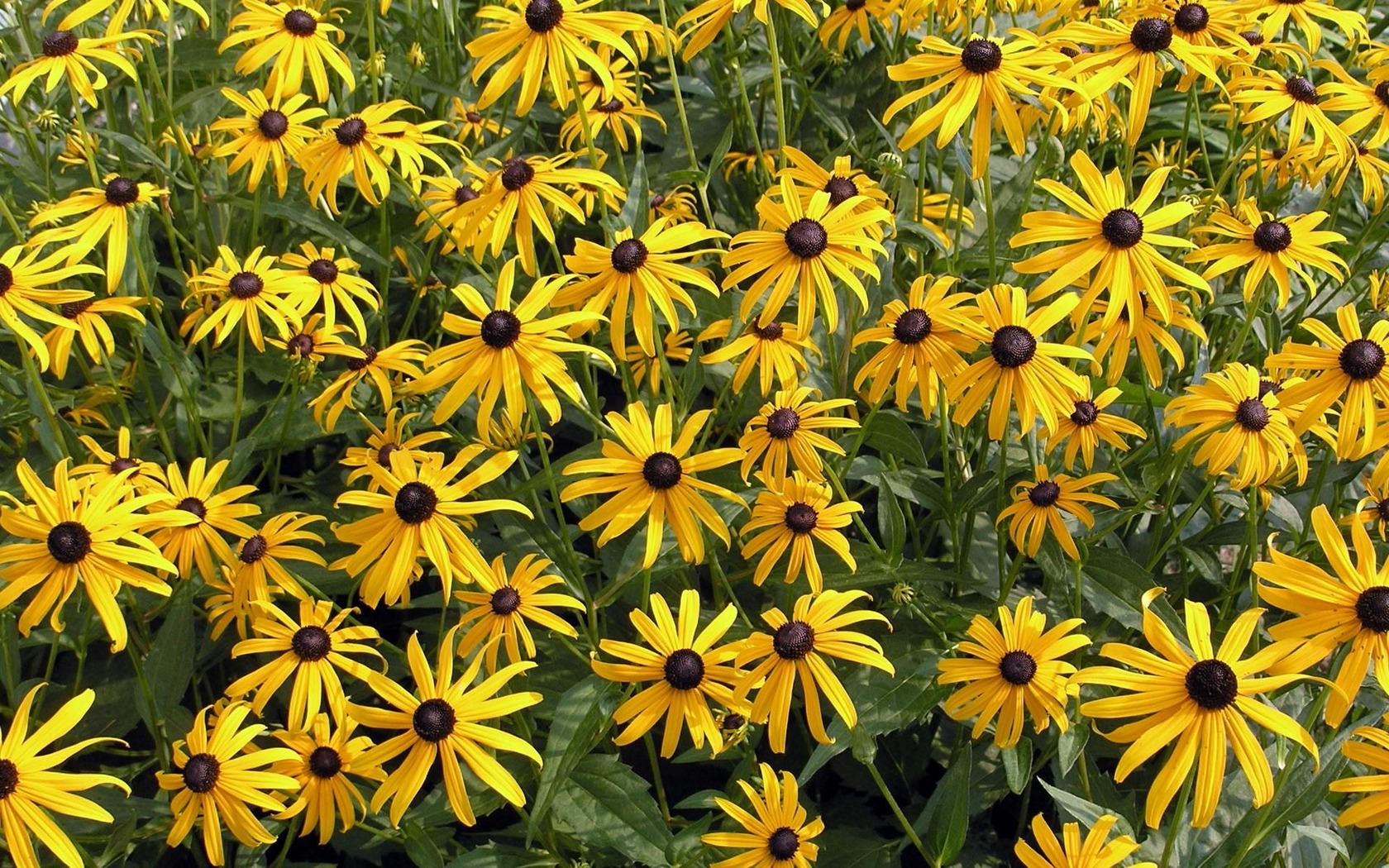 Black-Eyed Susan Wallpapers