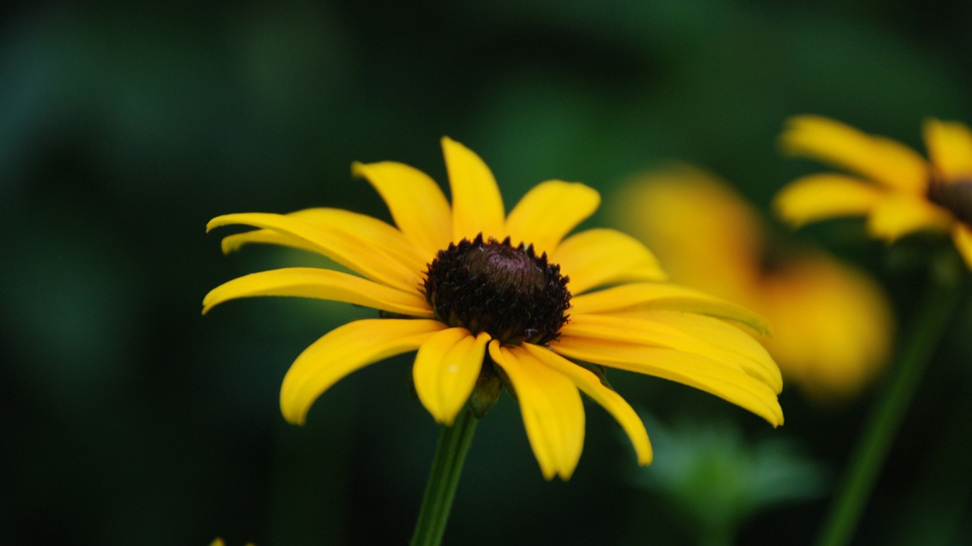 Black-Eyed Susan Wallpapers