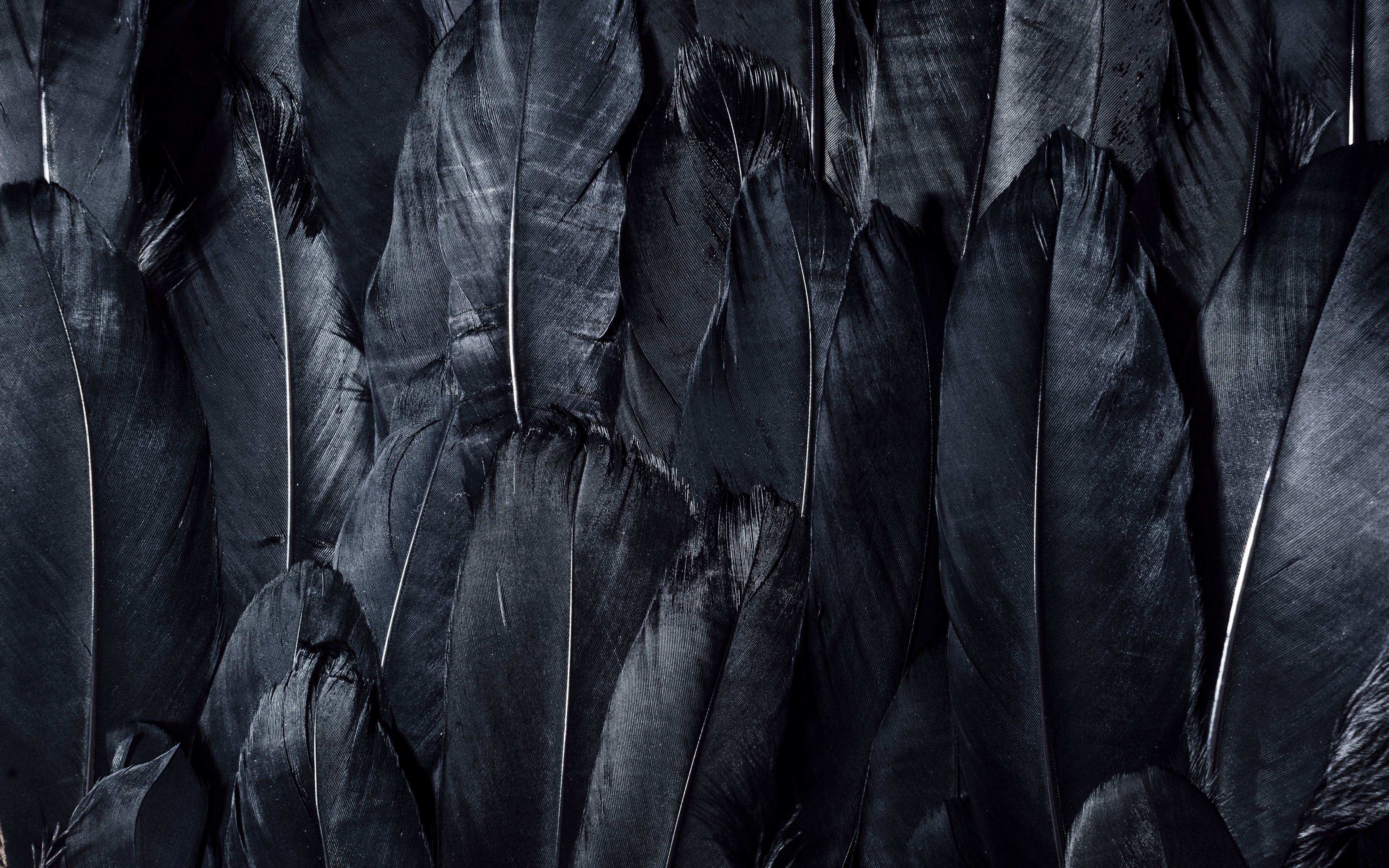 Black Feathers Wallpapers