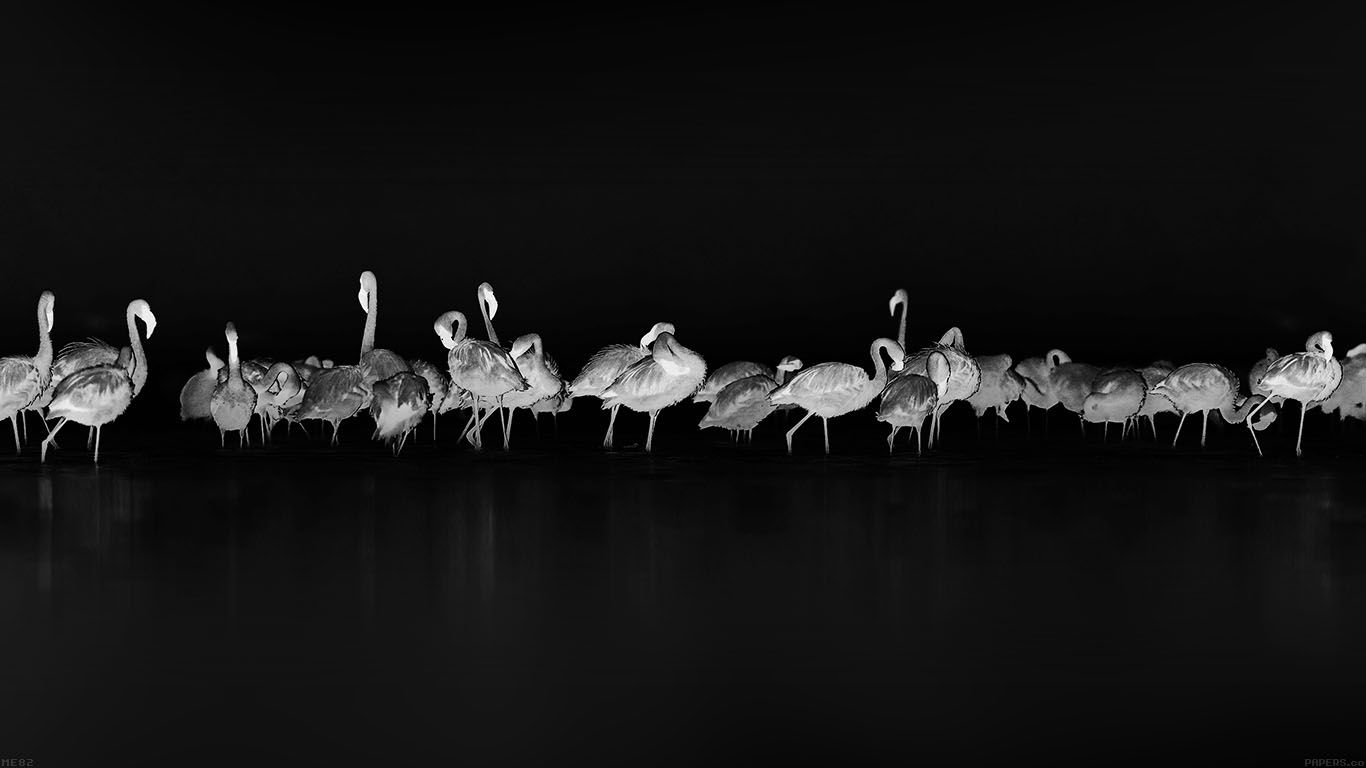 Black Flamingo Wallpapers