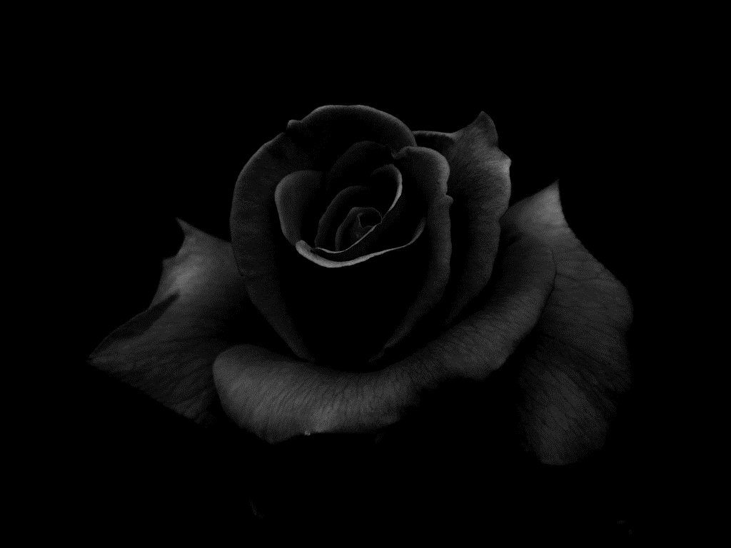 Black Flower Wallpapers