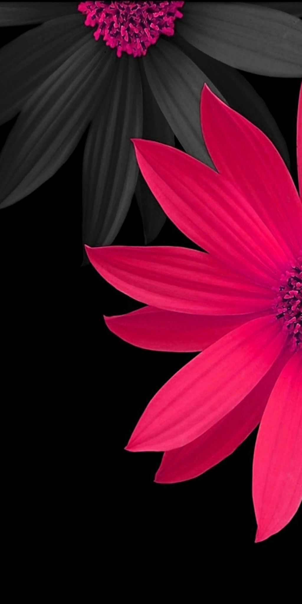 Black Flower Wallpapers