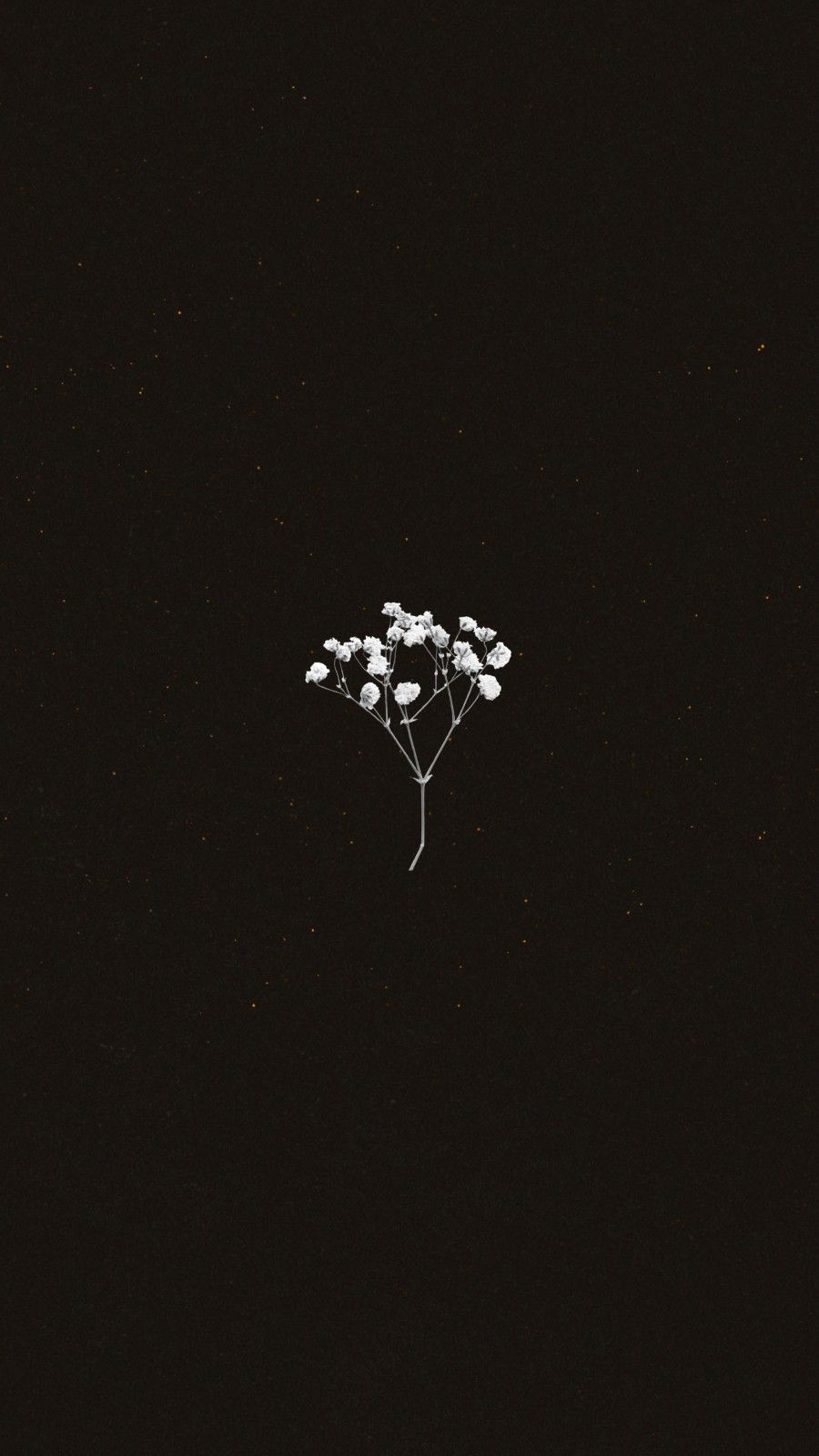 Black Flowers Aesthetic Wallpapers