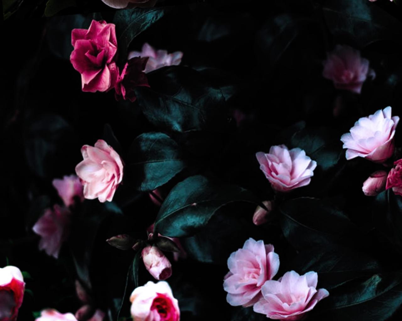 Black Flowers Aesthetic Wallpapers