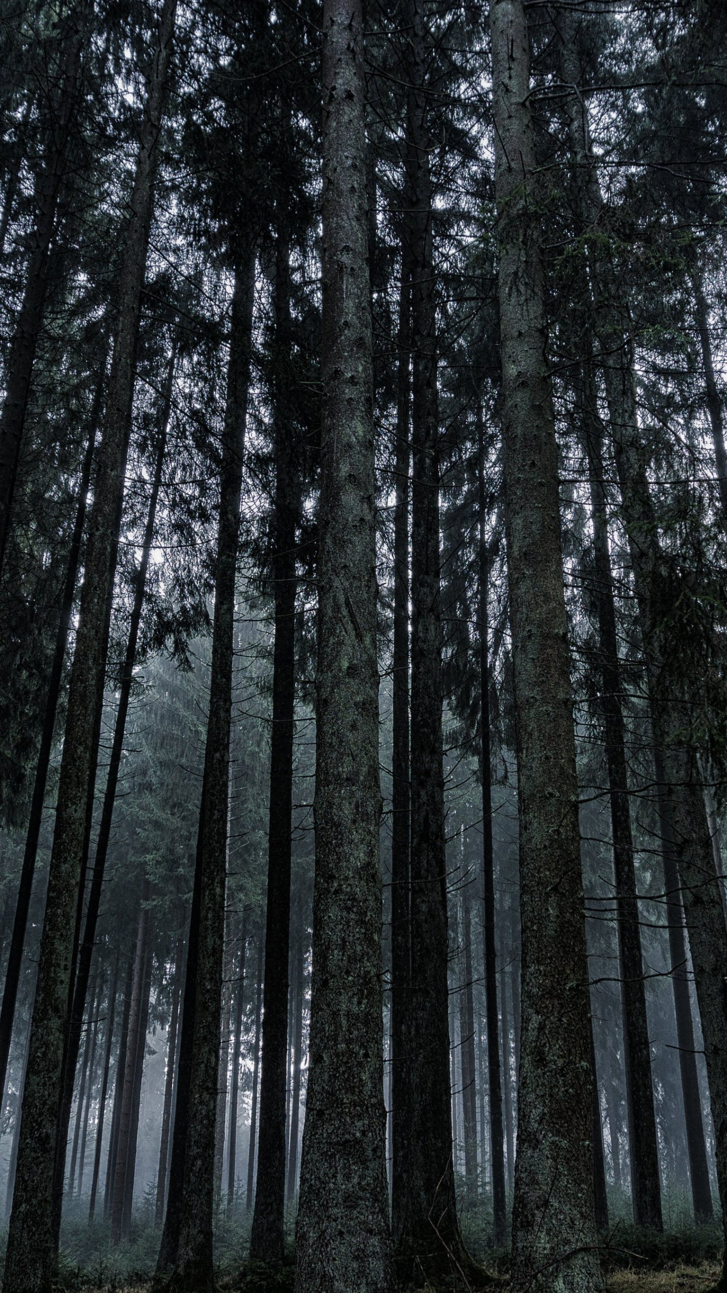 Black Forest Wallpapers