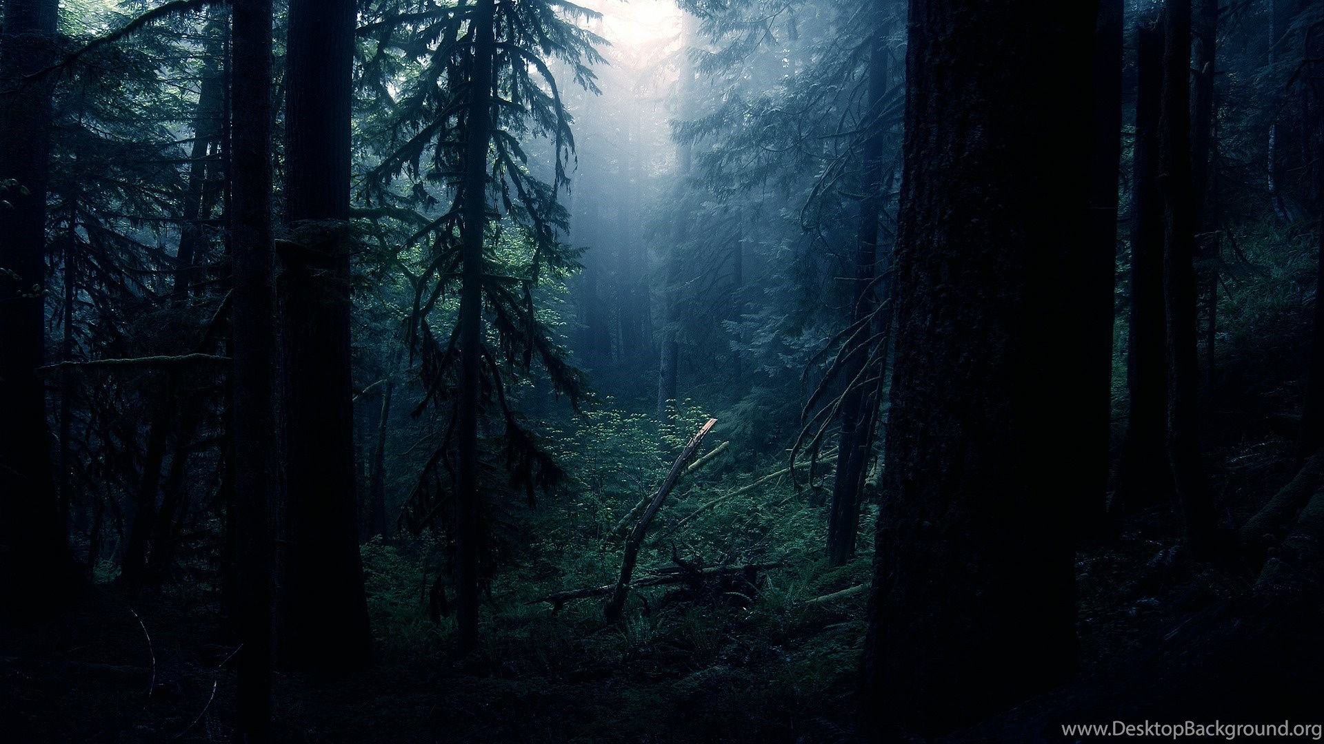 Black Forest Wallpapers