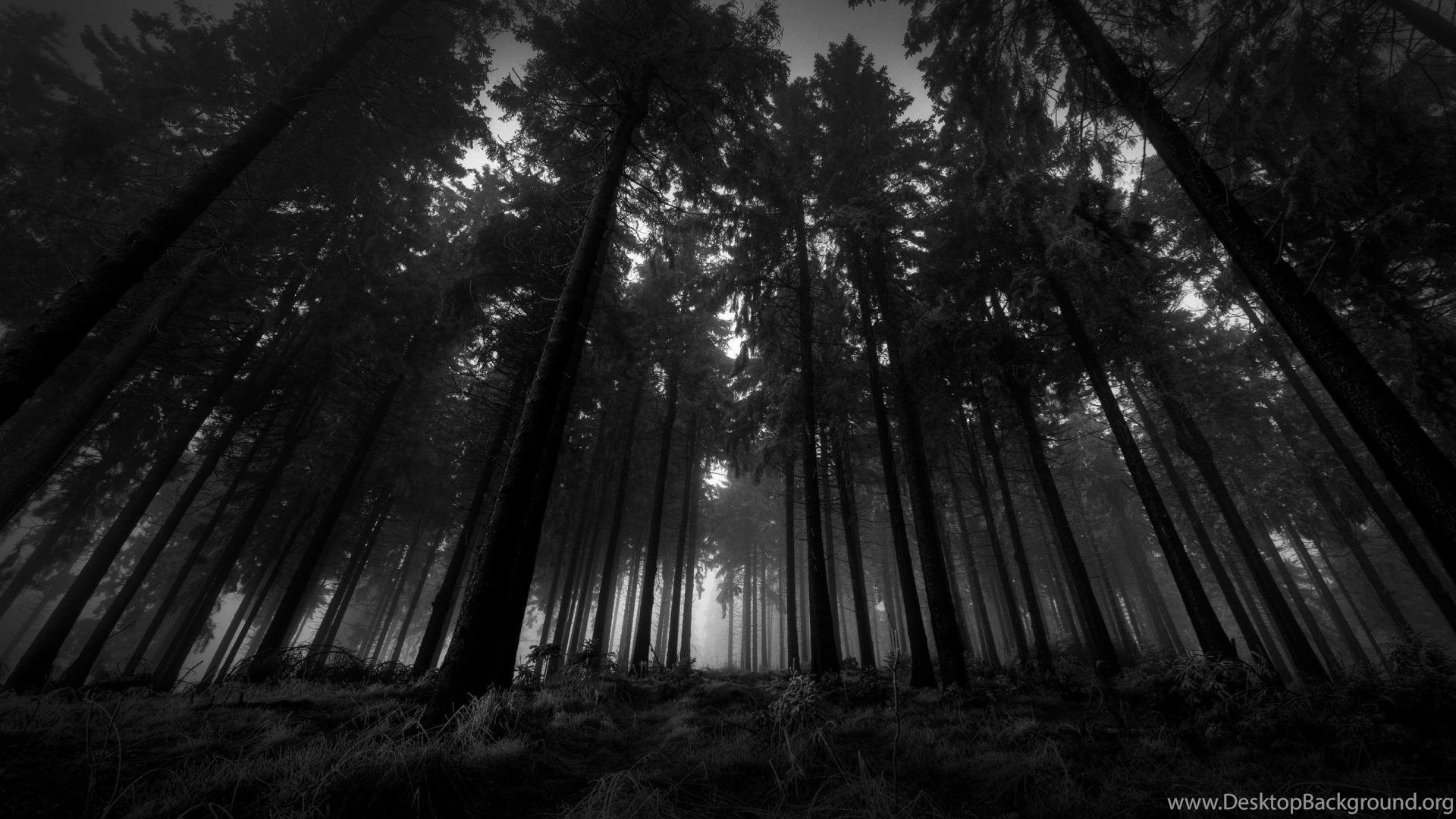 Black Forest Wallpapers