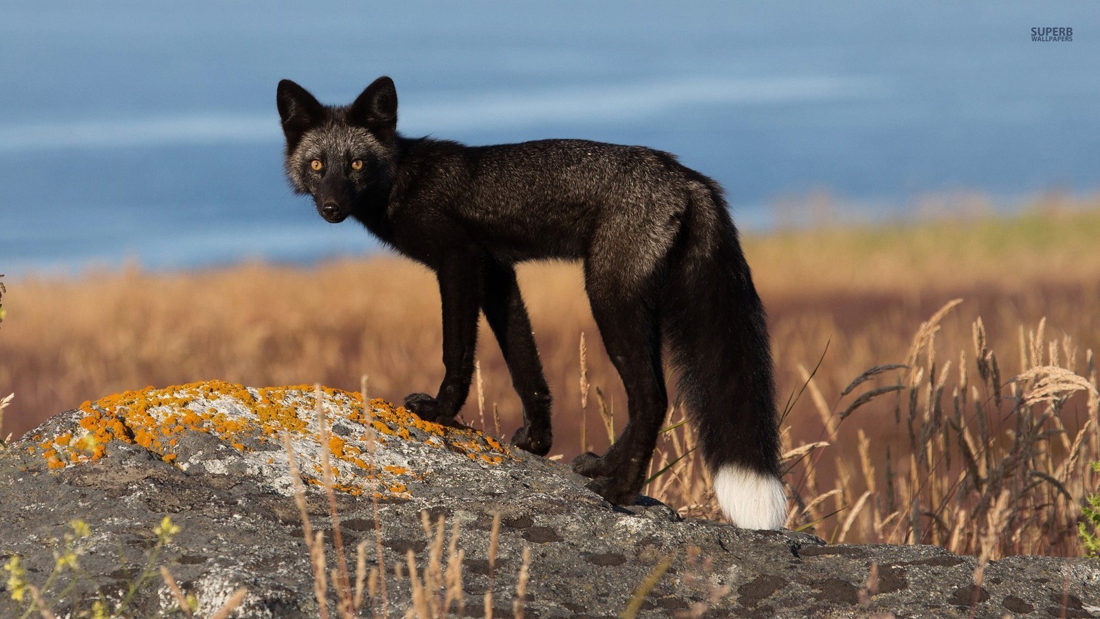 Black Fox Wallpapers