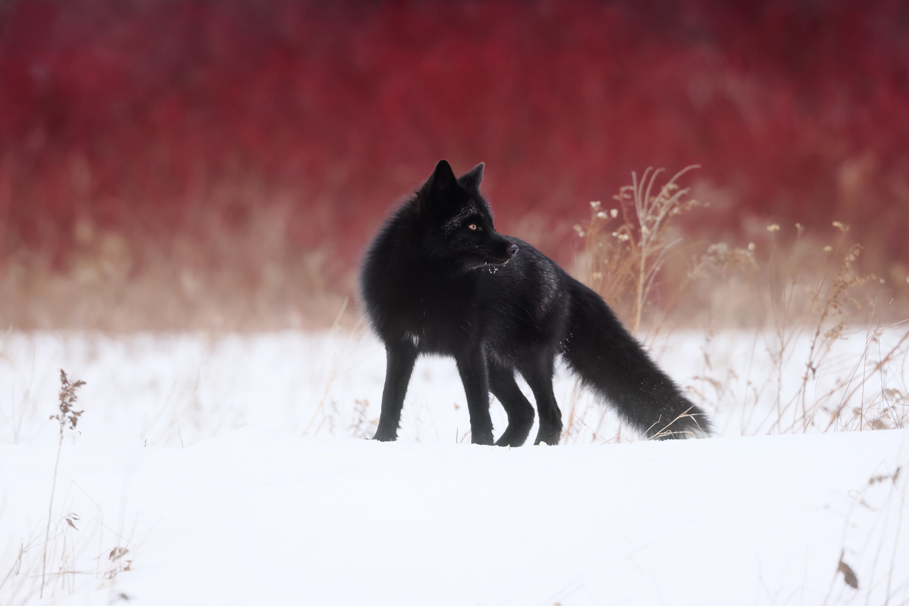 Black Fox Wallpapers