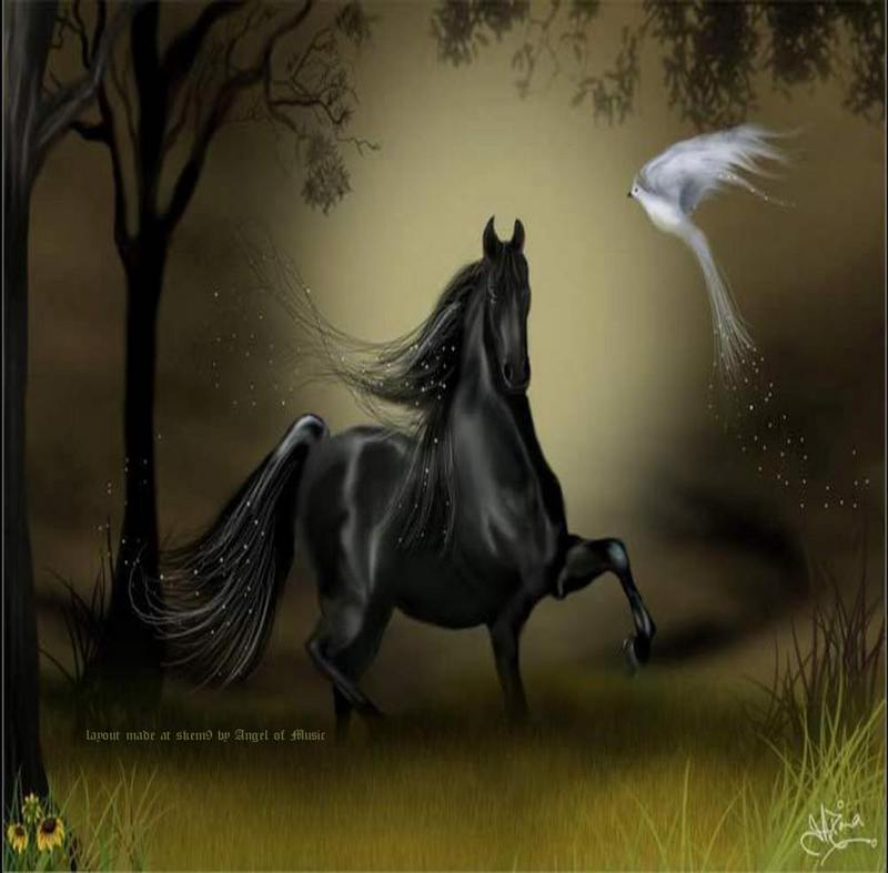 Black Horse Wallpapers