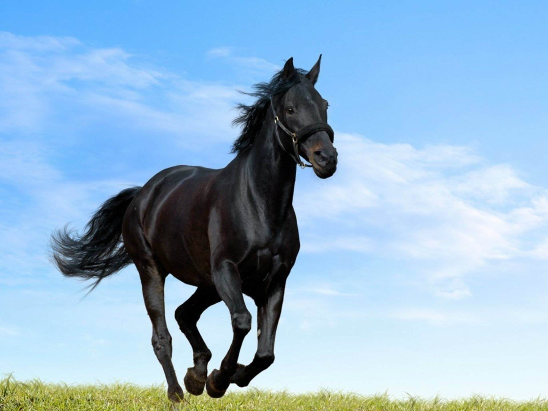 Black Horse Wallpapers