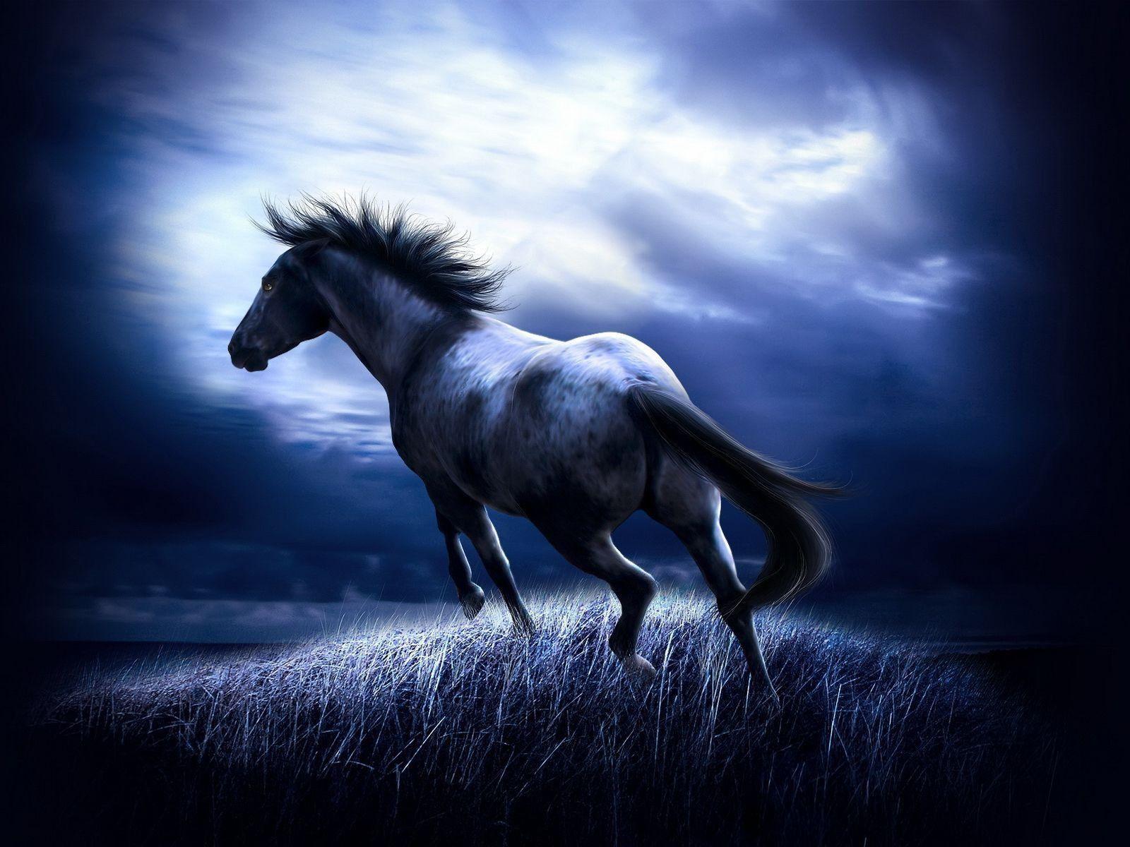 Black Horse Wallpapers