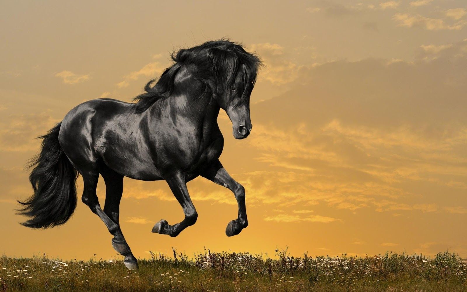 Black Horse Wallpapers