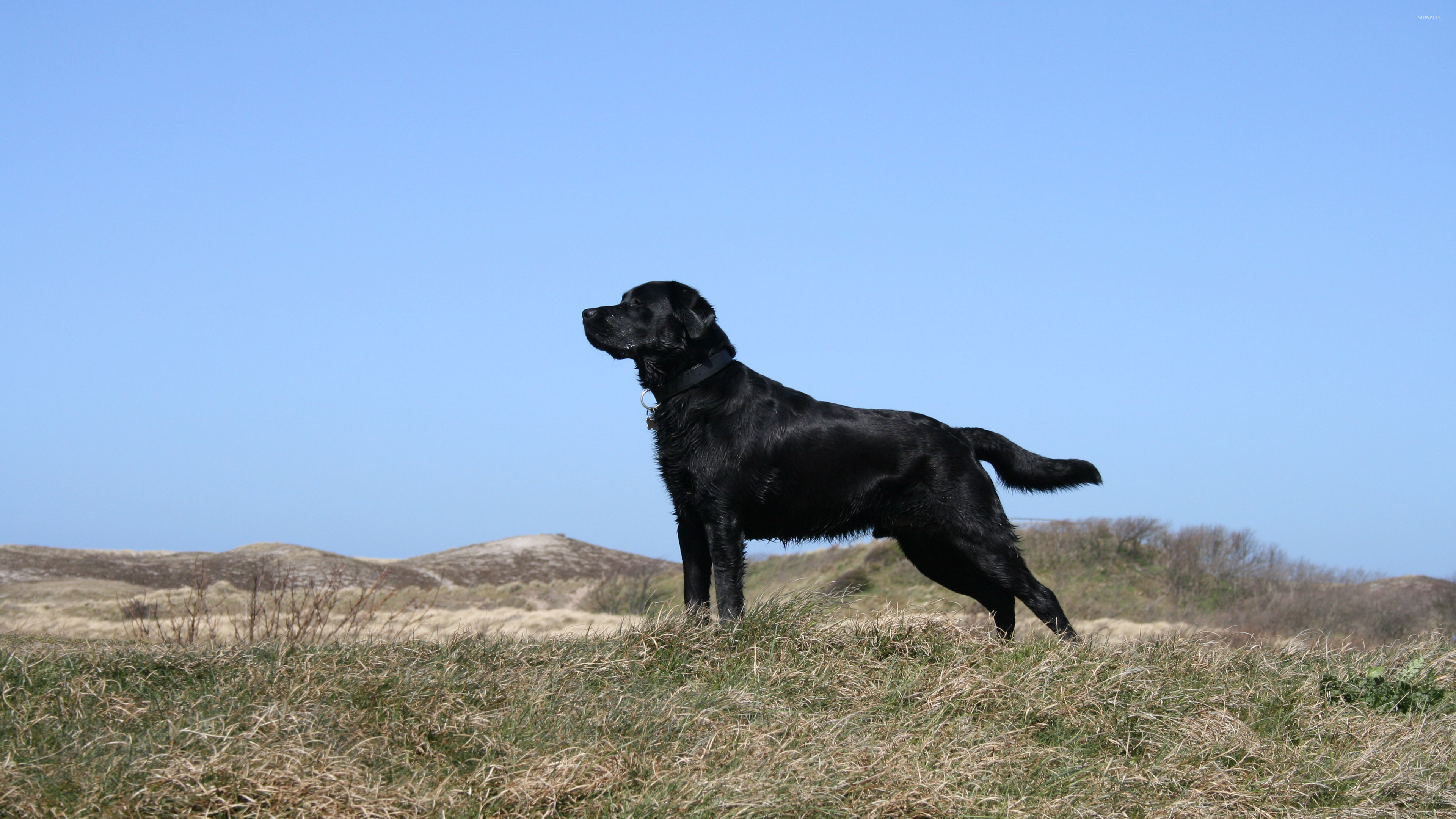 Black Lab Wallpapers