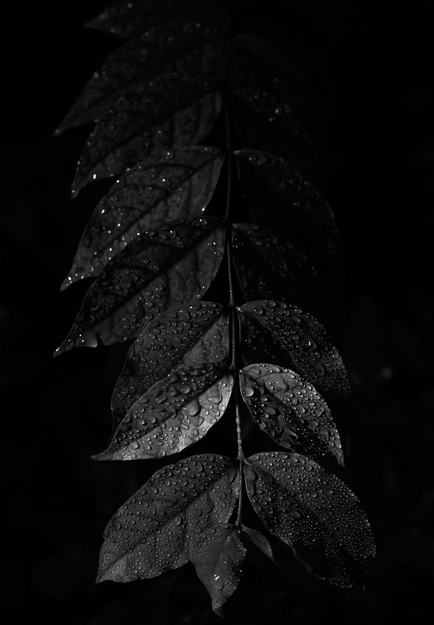 Black Leaves Wallpapers